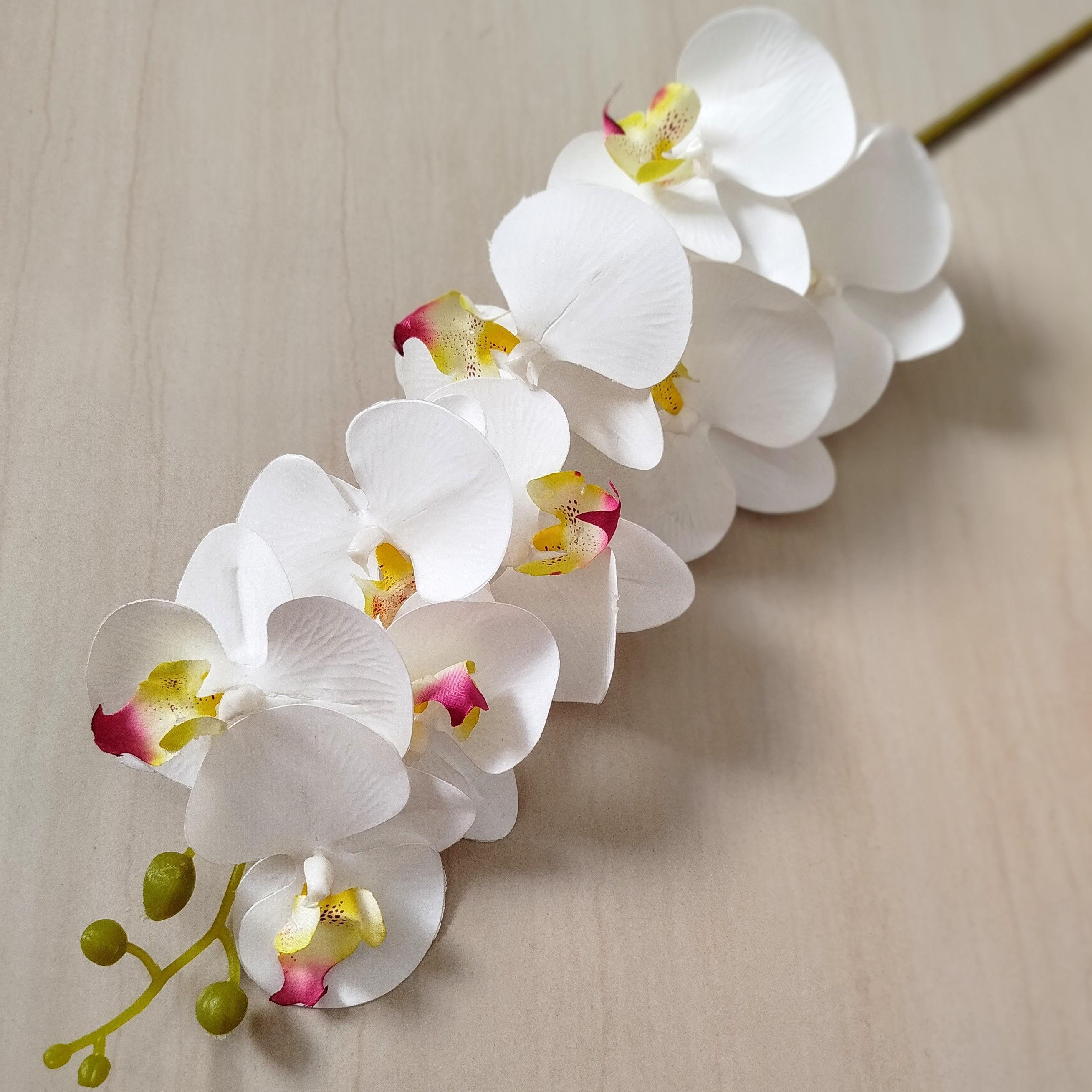 Orquídea Phalaenopsis Premium