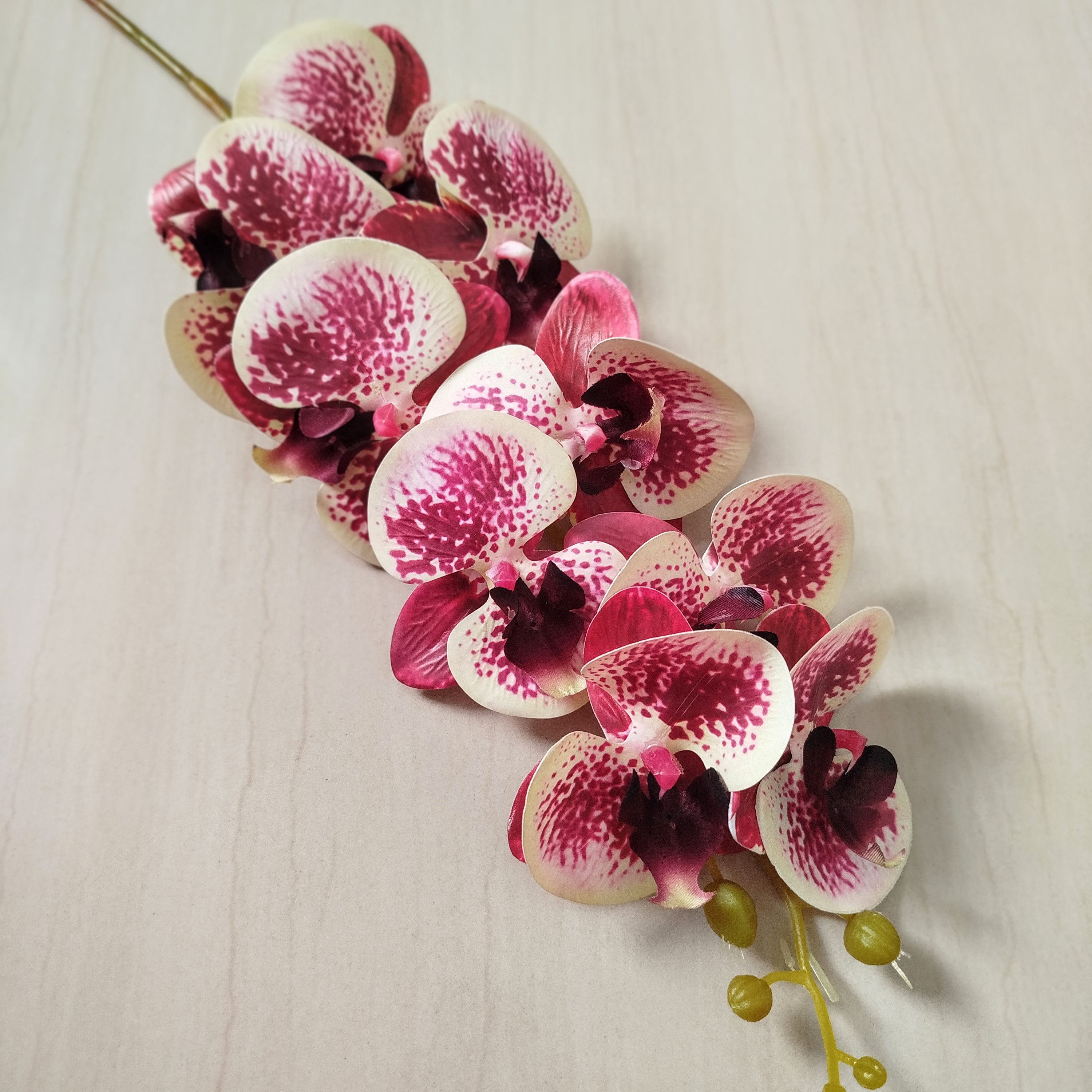 Orquídea Phalaenopsis Premium