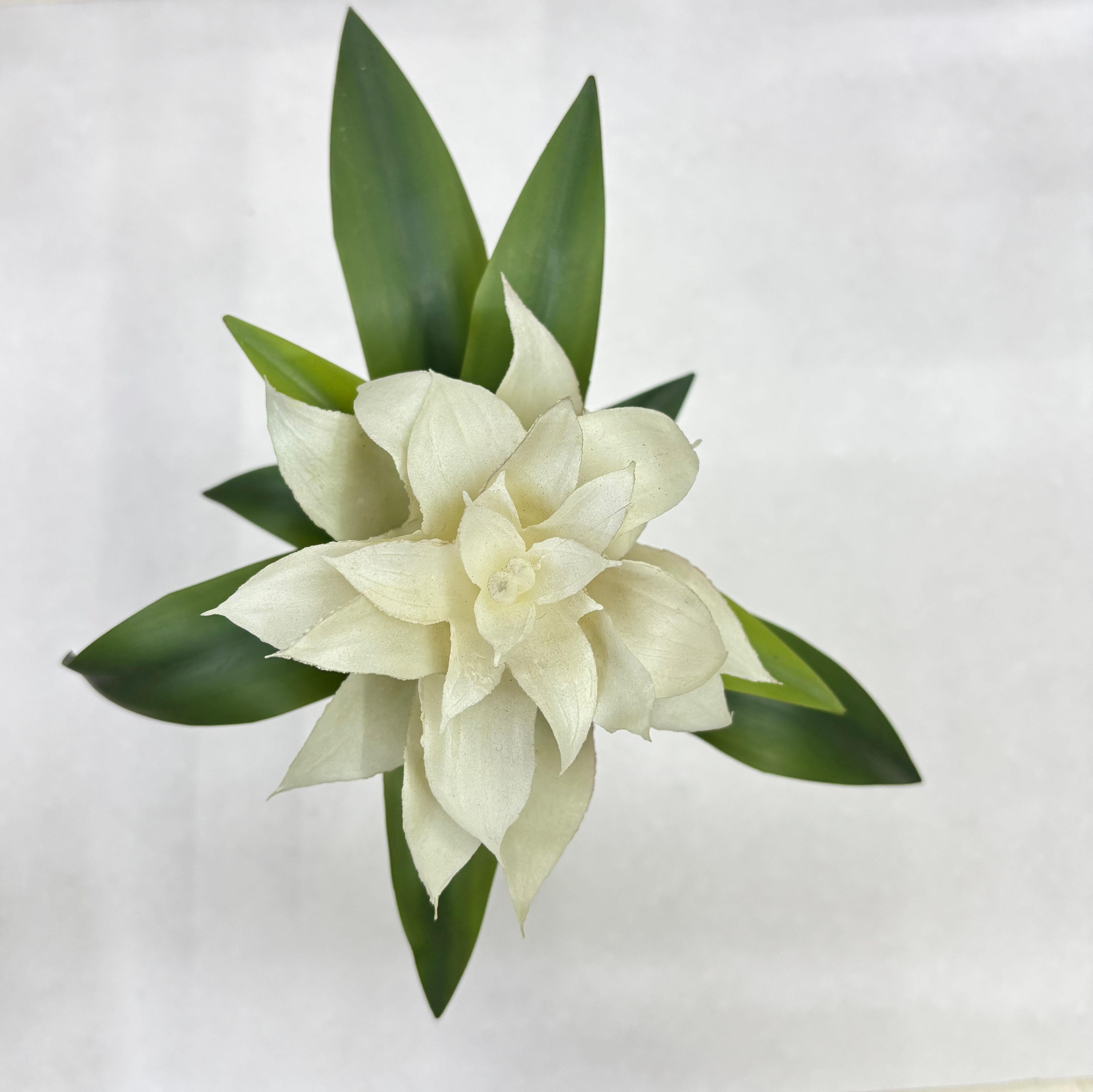 Bromélia Essência Branca