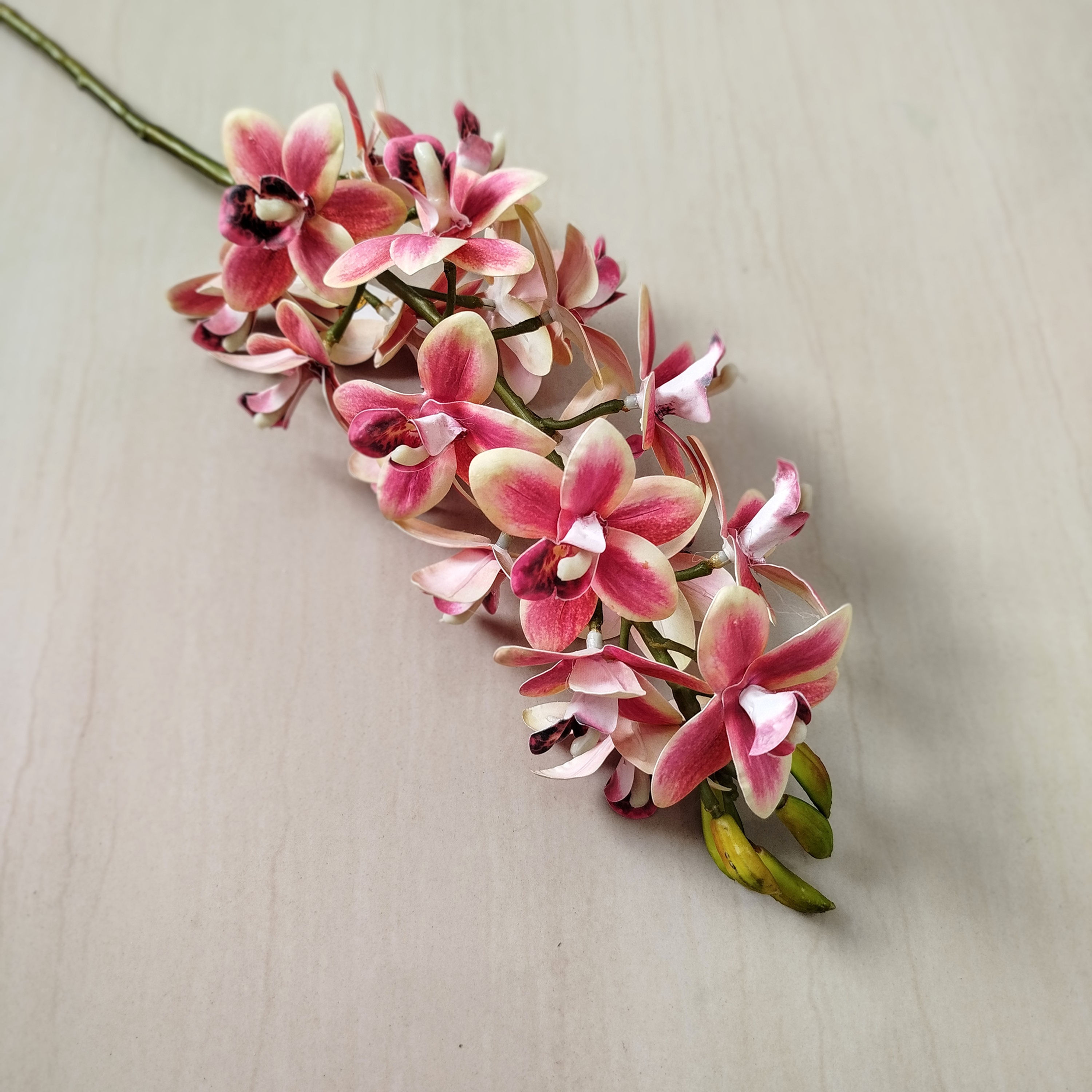 Orquídea Cymbidium 360°