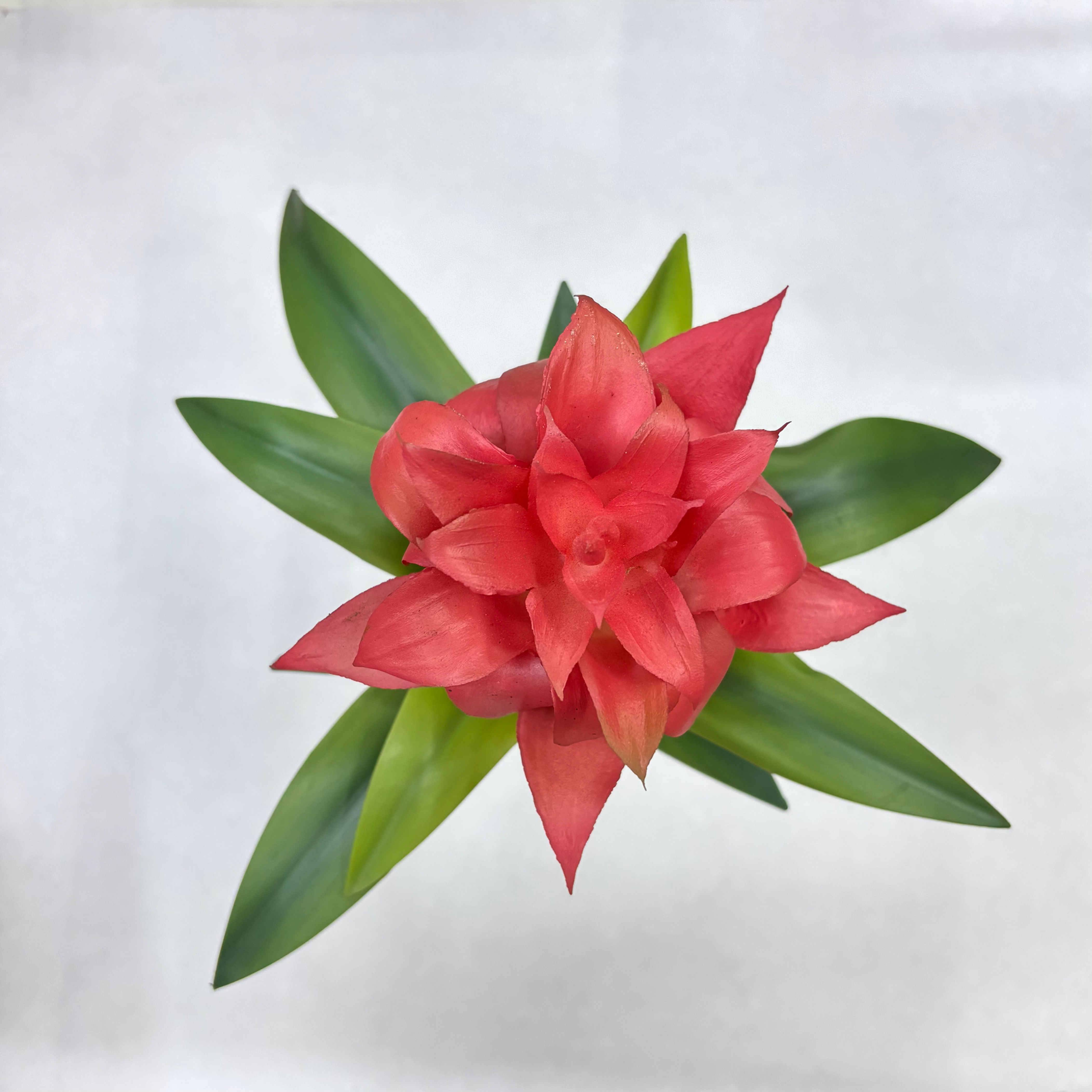 Bromélia Essência Vermelha