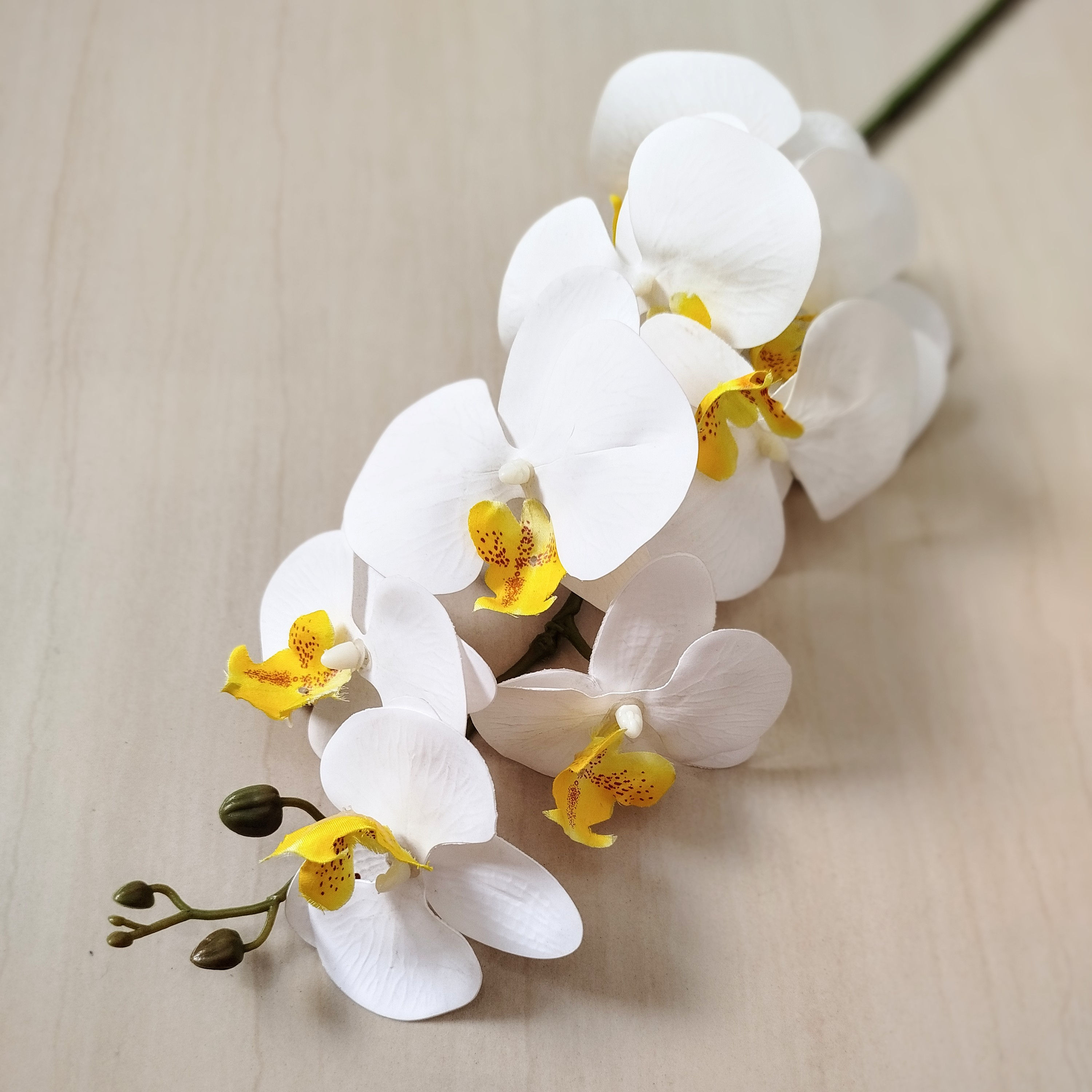 Orquídea Phalaenopsis Premium