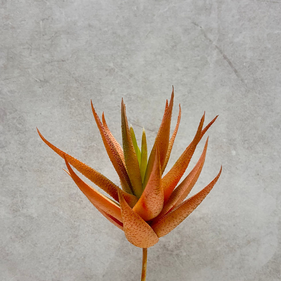 Miniatura: Suculenta VulcanoTerracota Suave