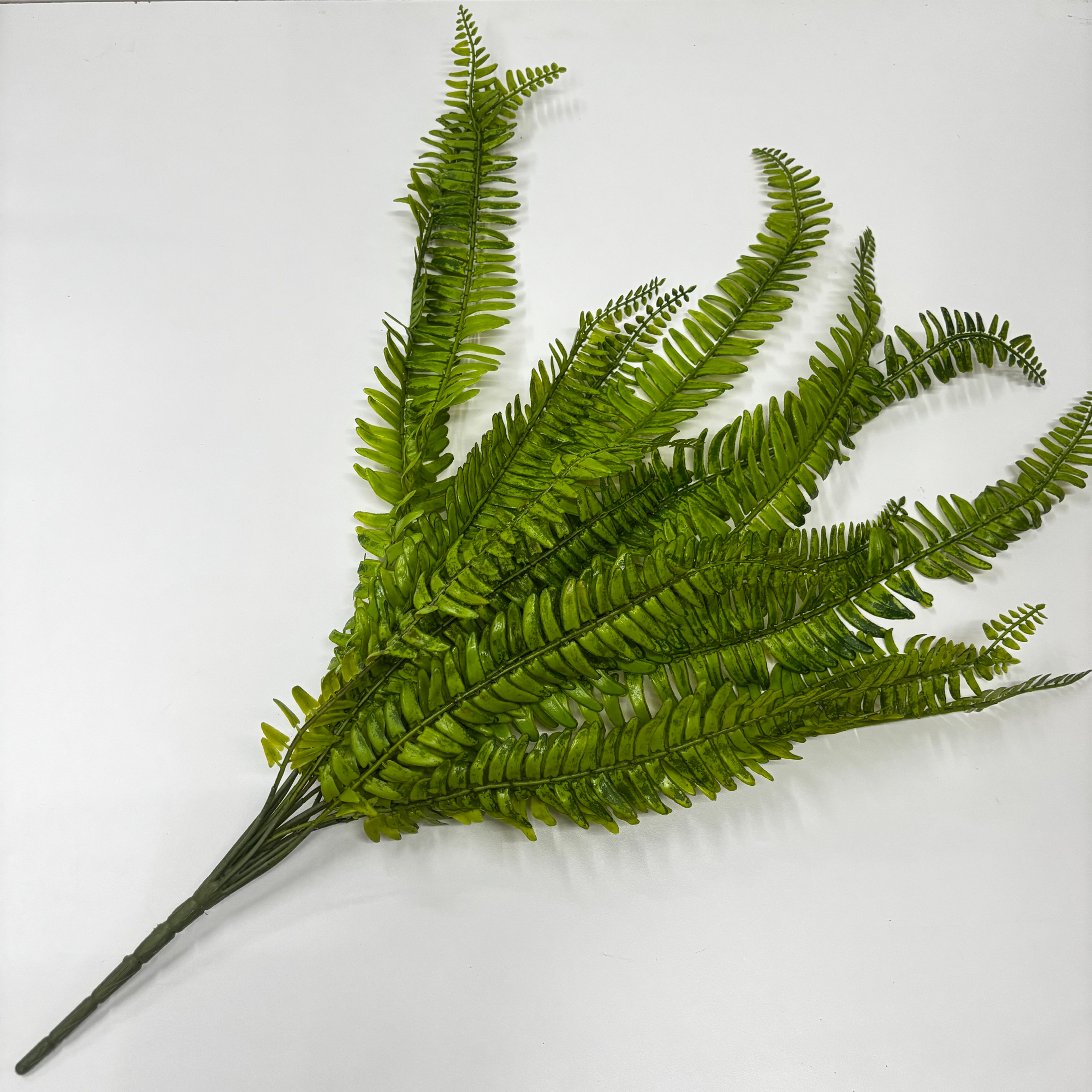 Samambaia Tropicalia