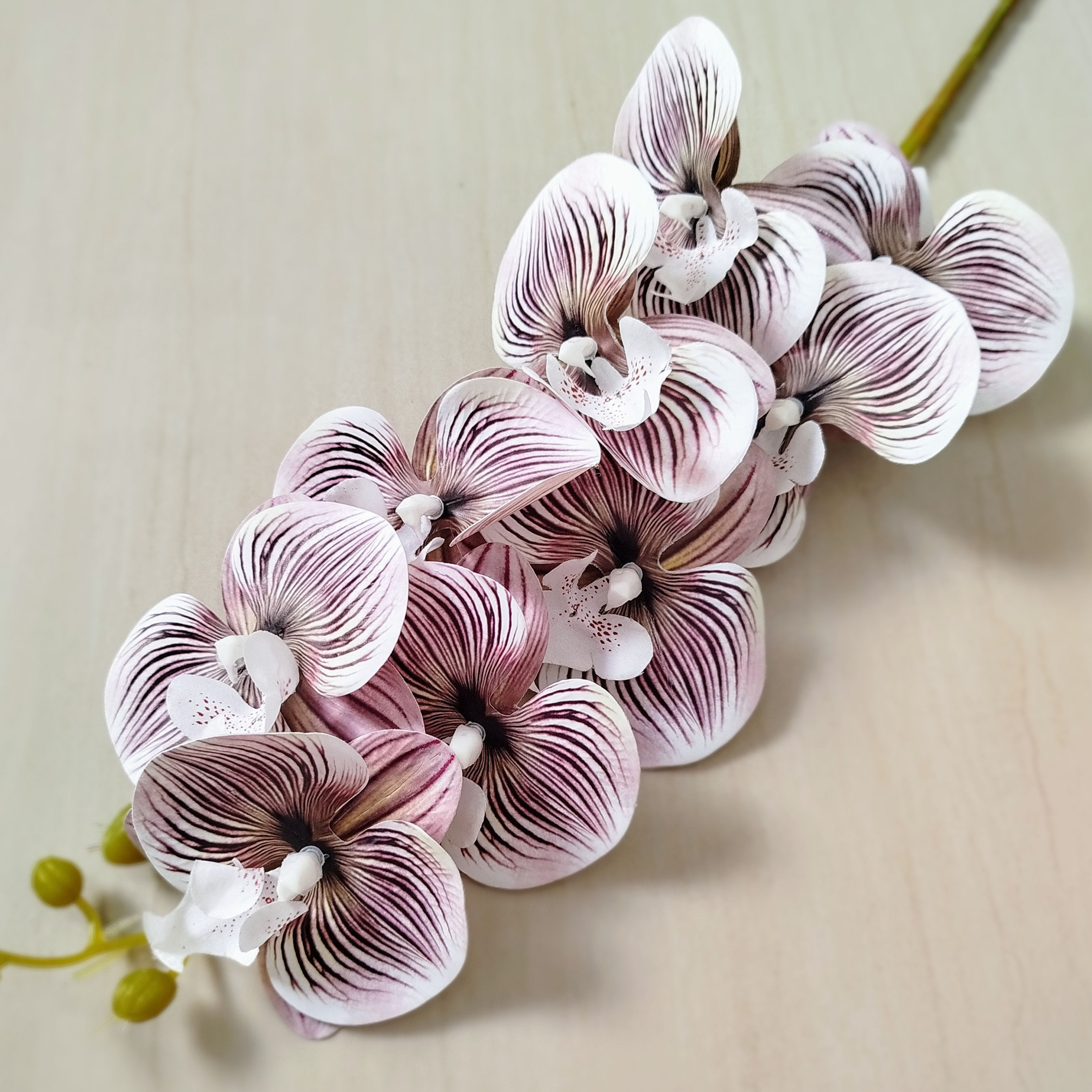 Orquídea Phalaenopsis Premium