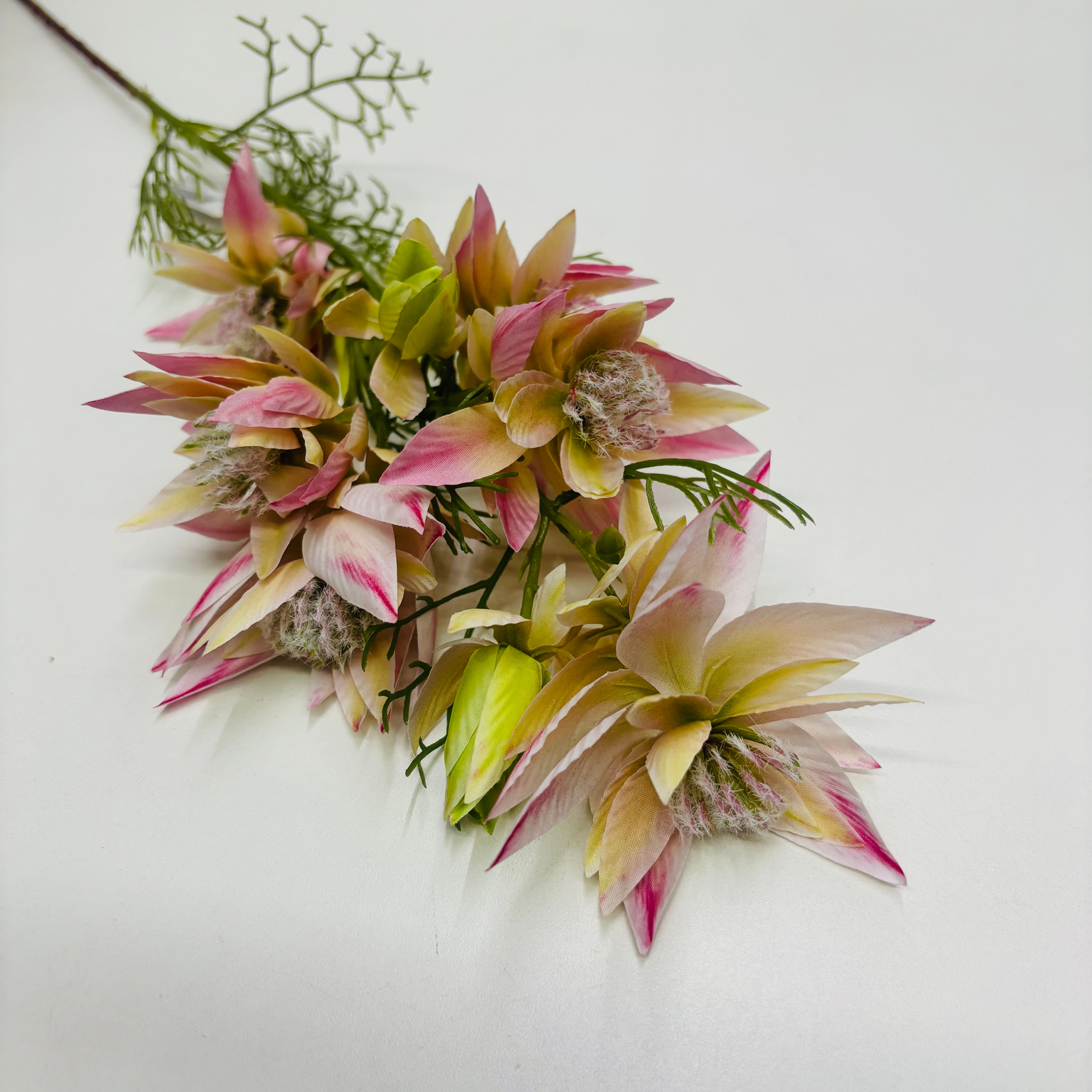 Haste Serrana – Rosa Terra