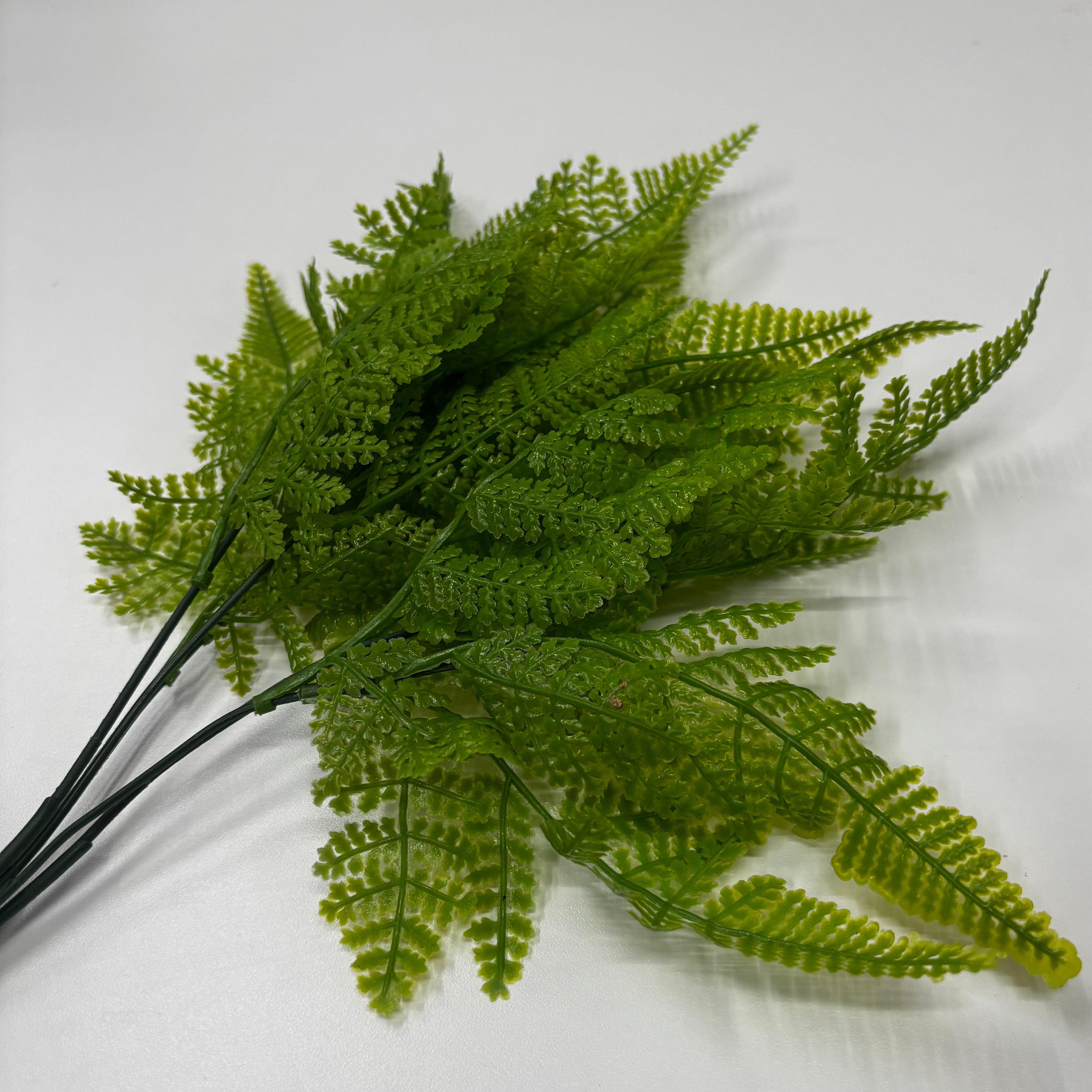 Samambaia Aurora Verde