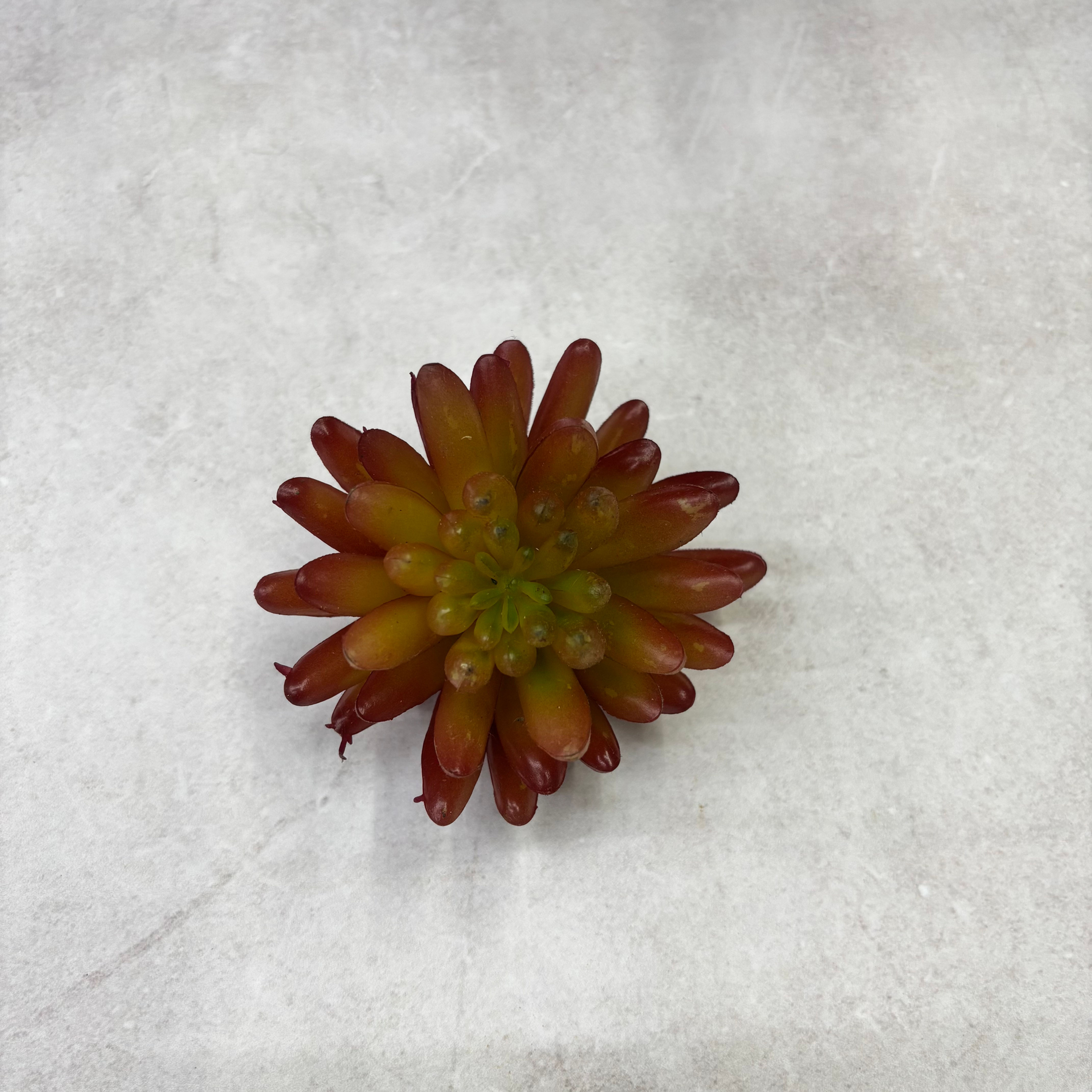 Suculenta Roseta Gotas Âmbar