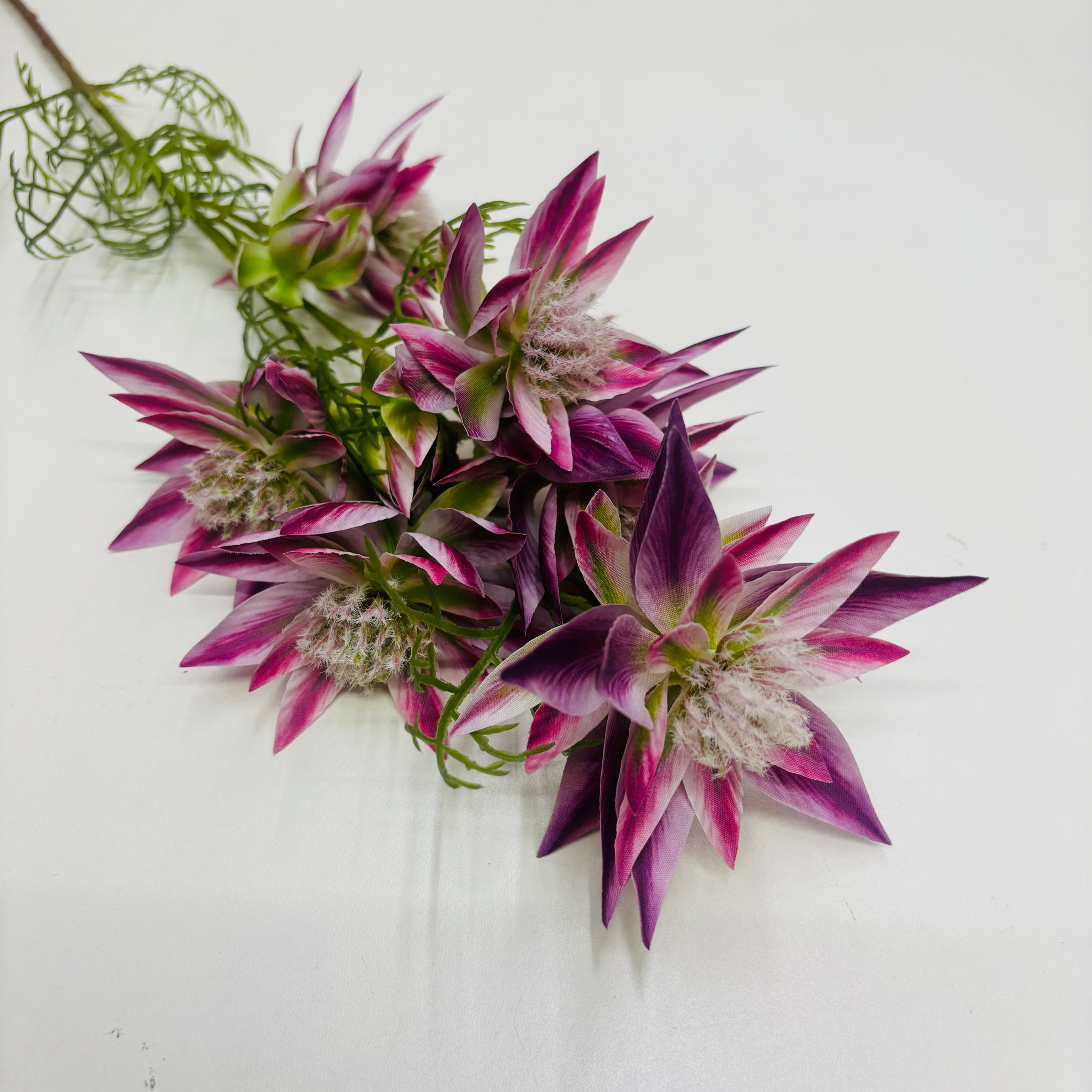Haste Serrana – Violeta Silvestre