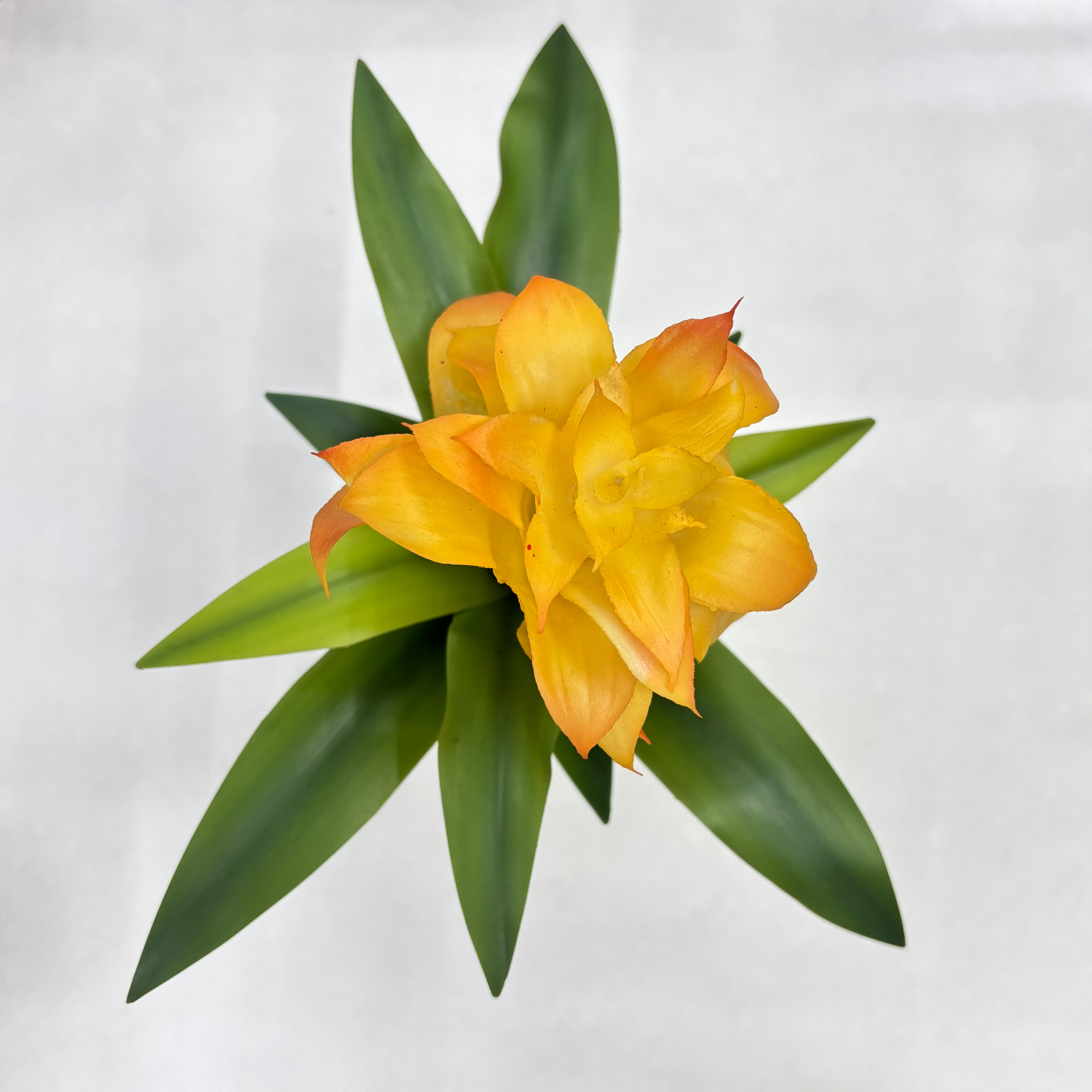 Bromélia Essência Amarela