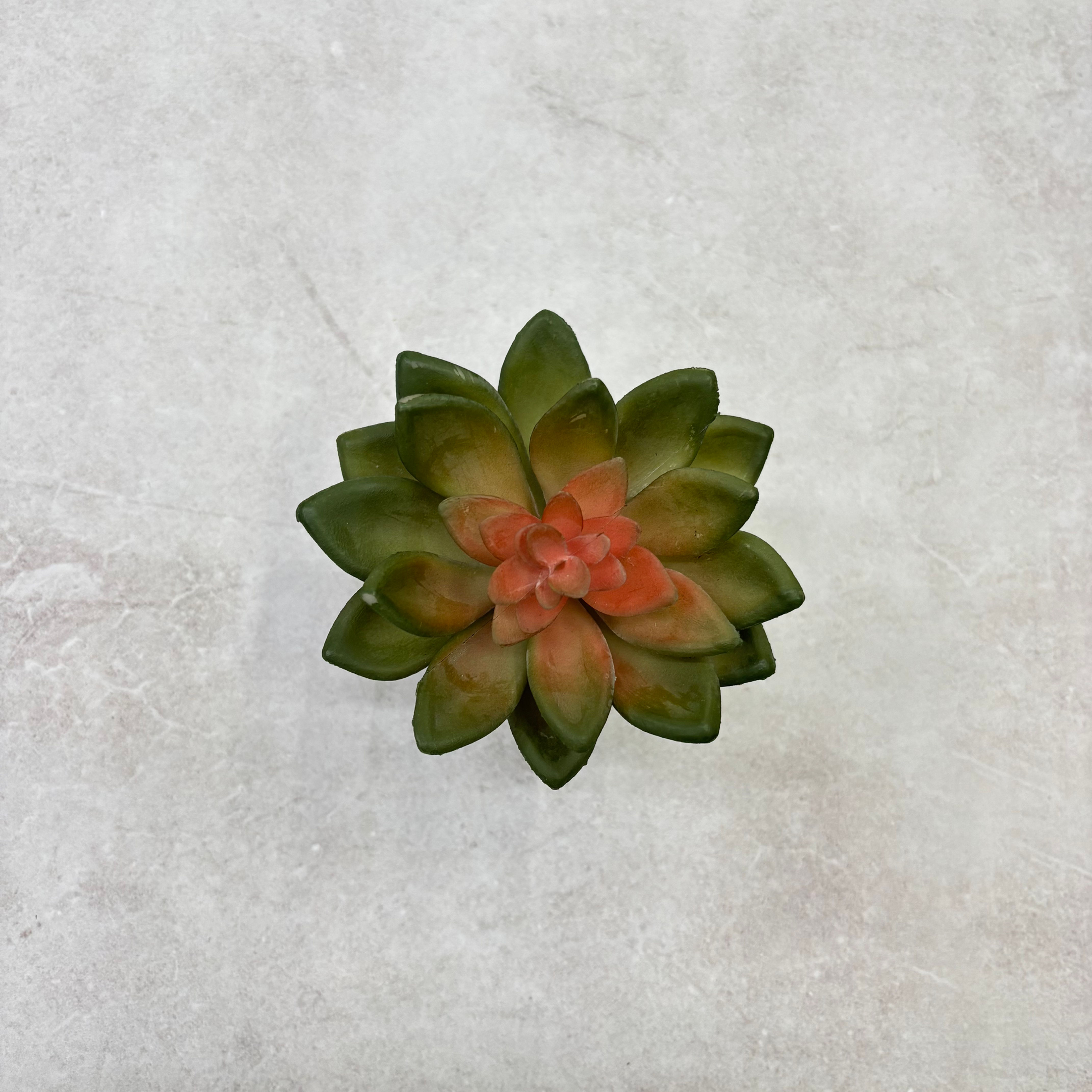 Suculenta Roseta Veludo Verde Outono