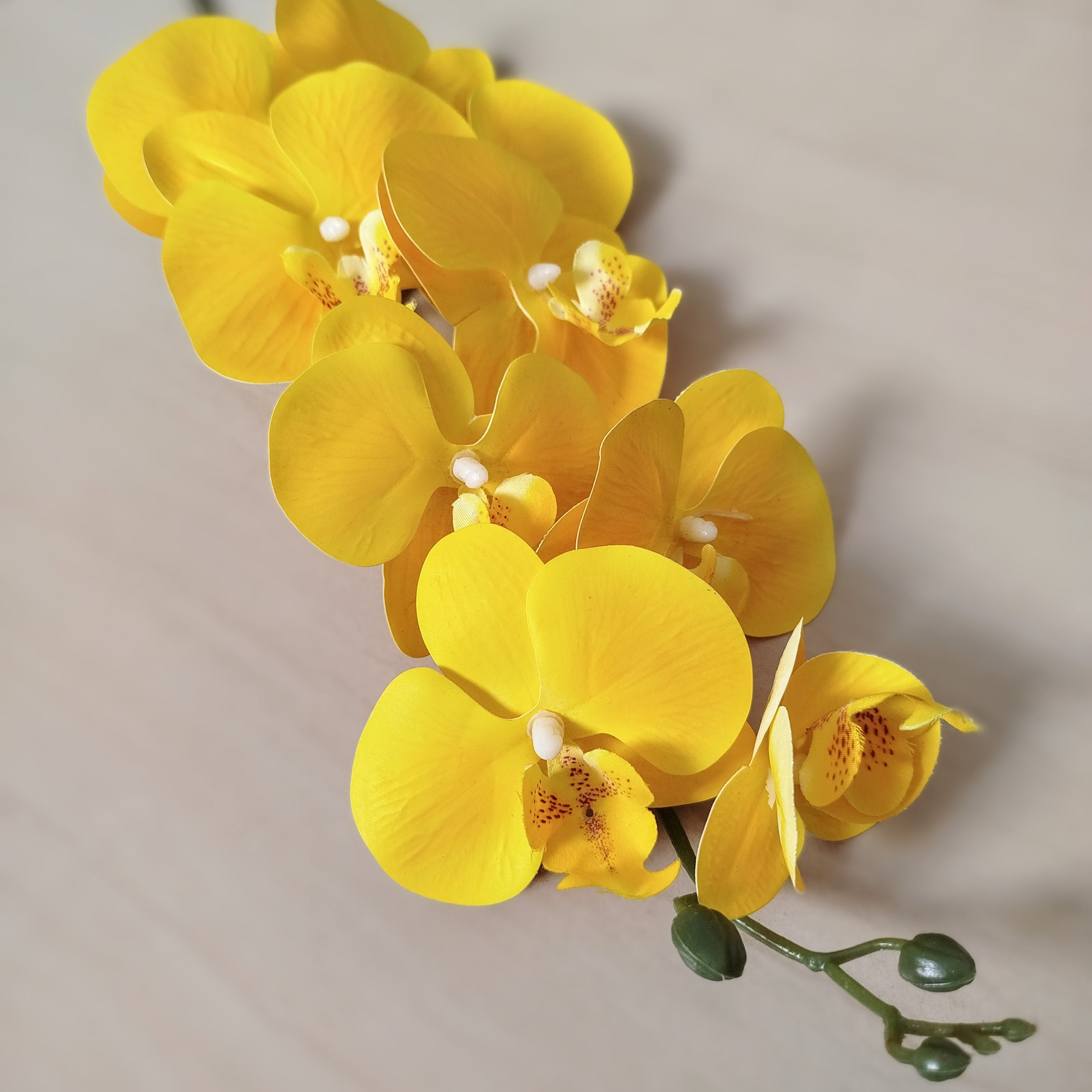 Orquídea Phalaenopsis Premium