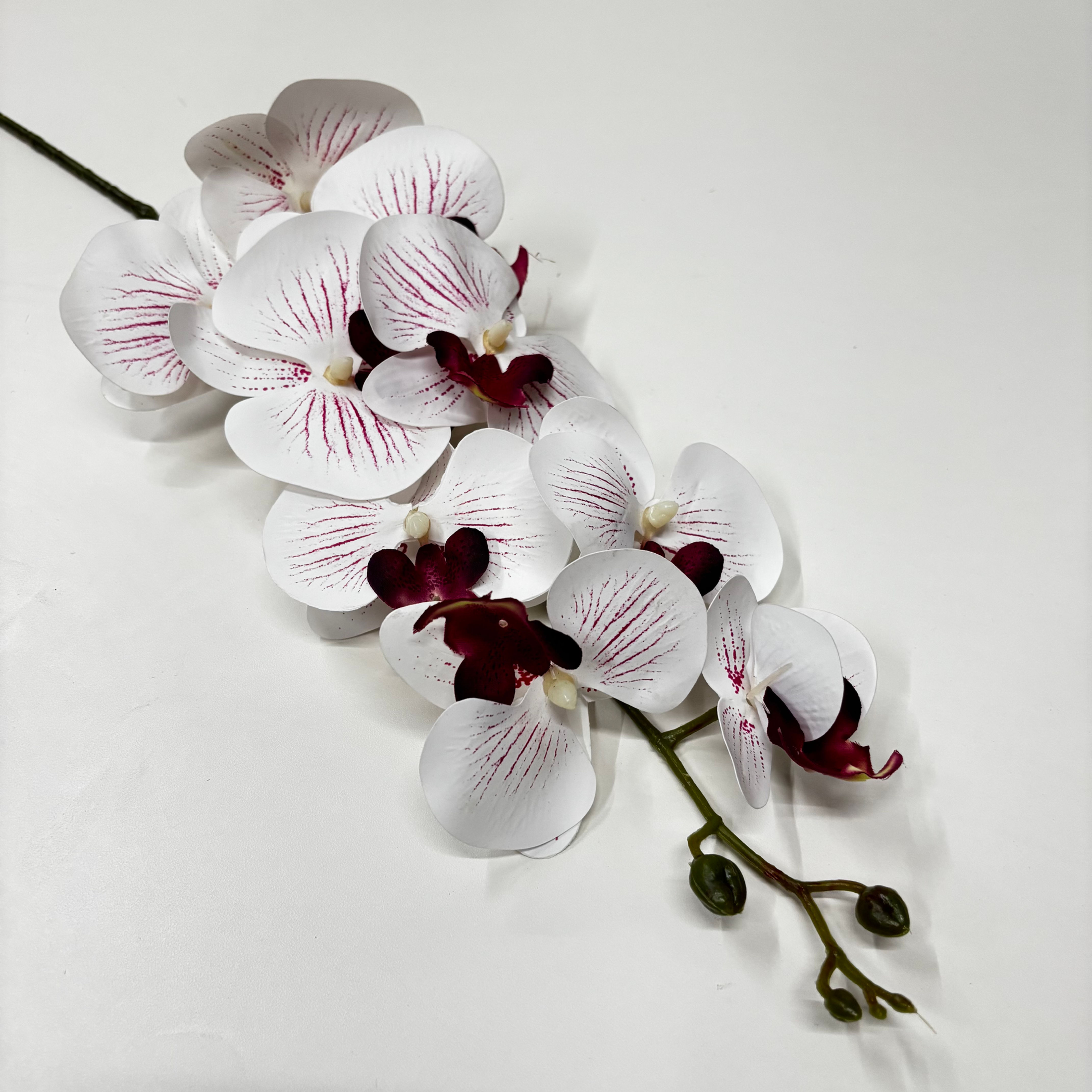 Orquídea Phalaenopsis Premium