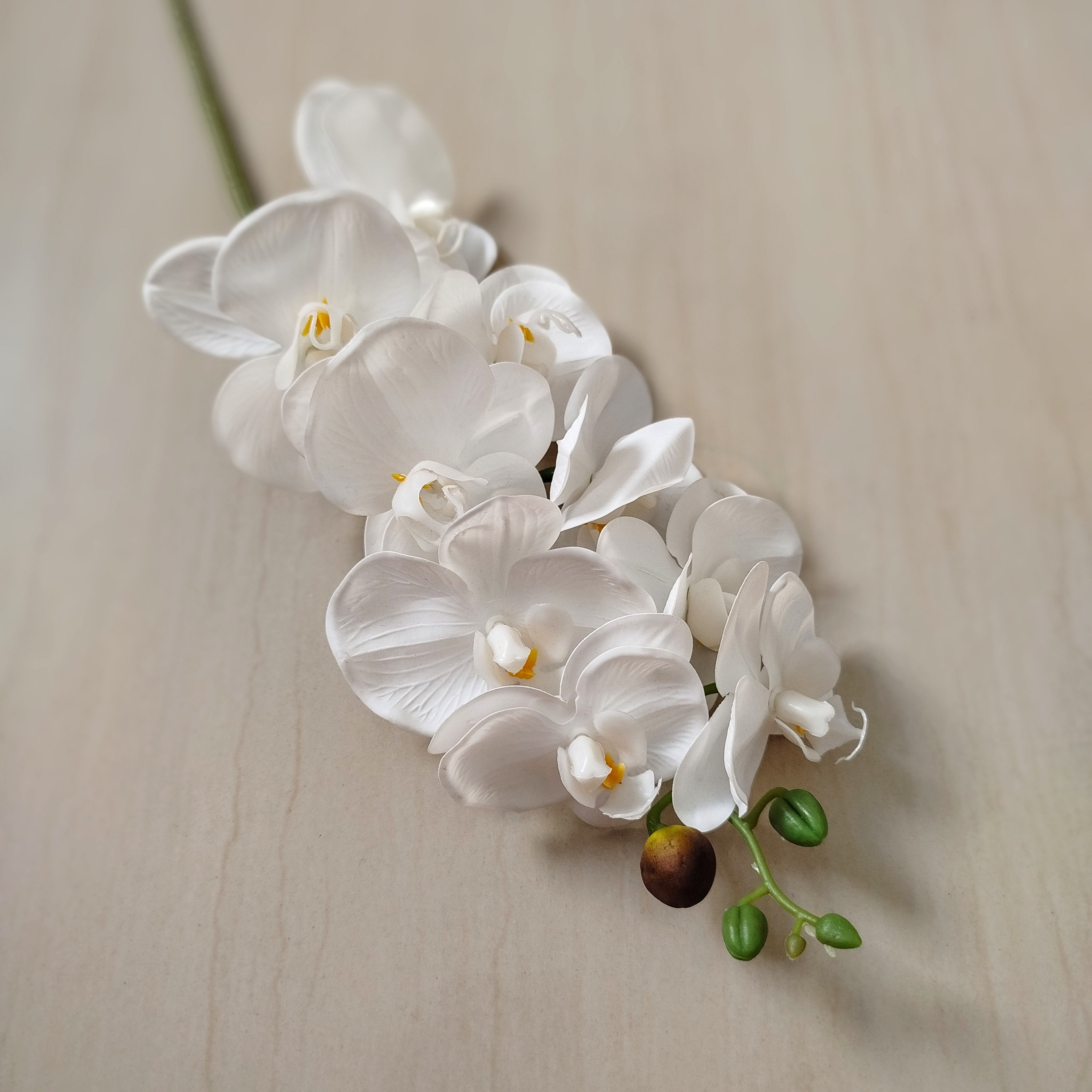 Orquídea Phalaenopsis