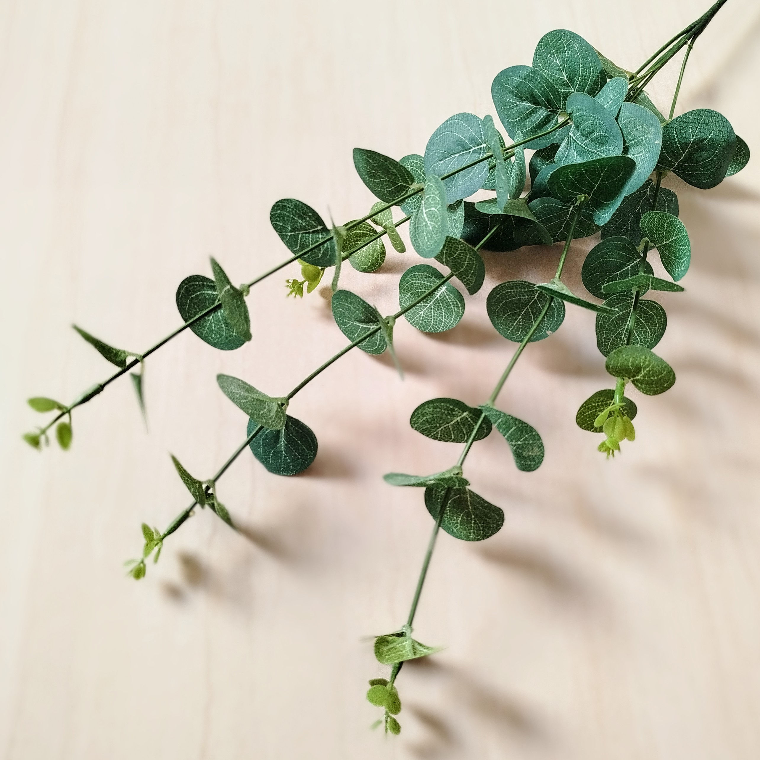 Haste de Eucalipto Verde Clássico
