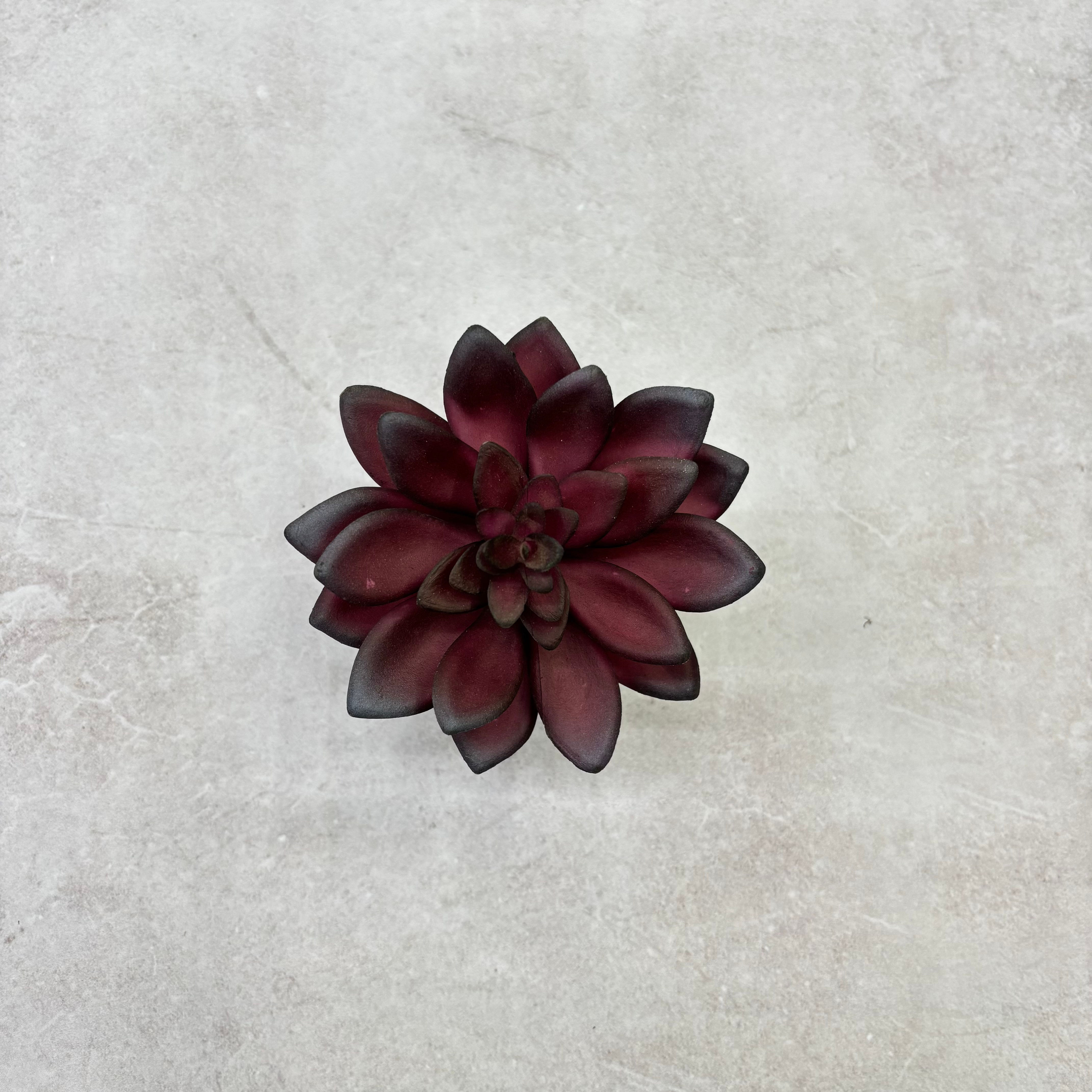 Suculenta Roseta Veludo Roxo Inverno