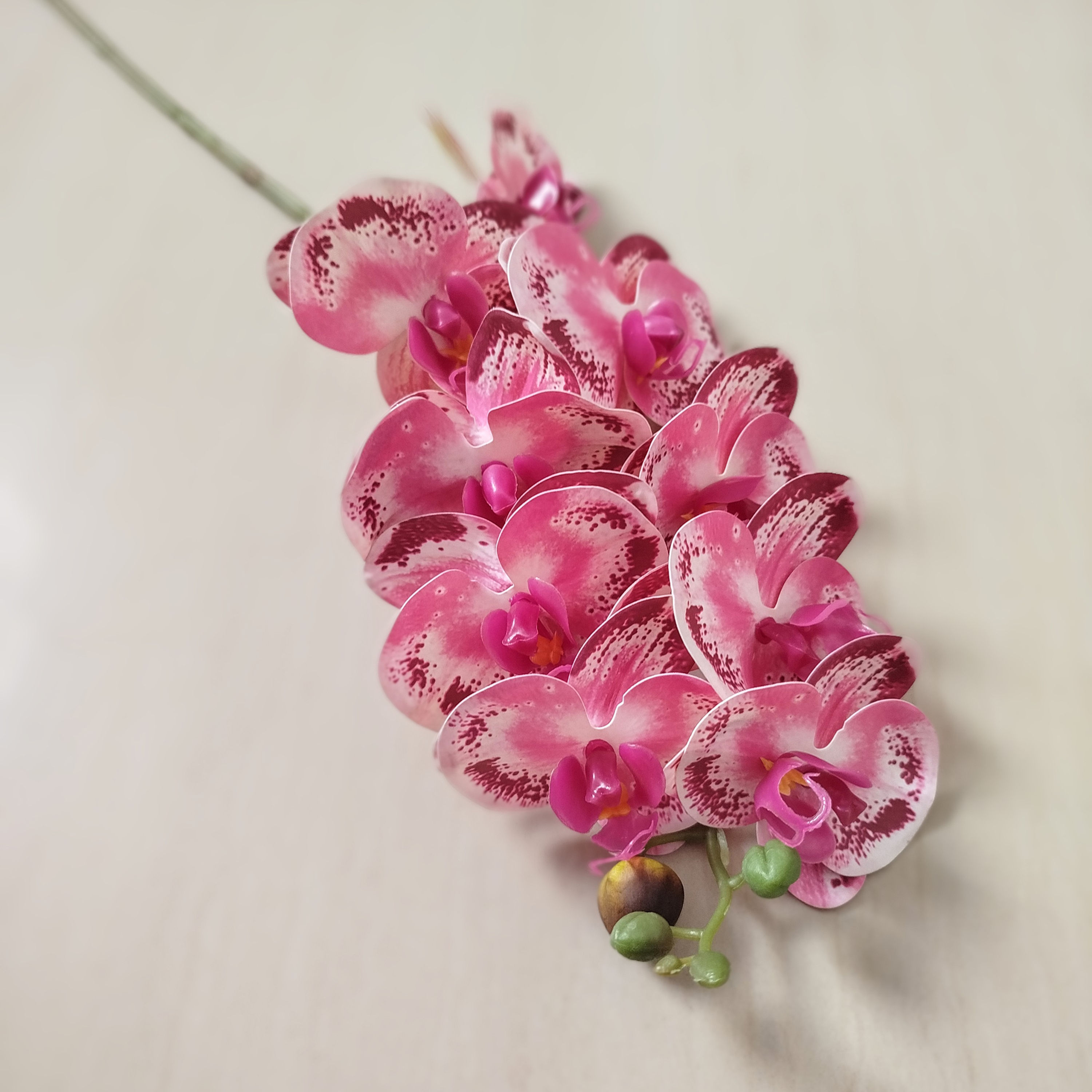 Orquídea Phalaenopsis Premium
