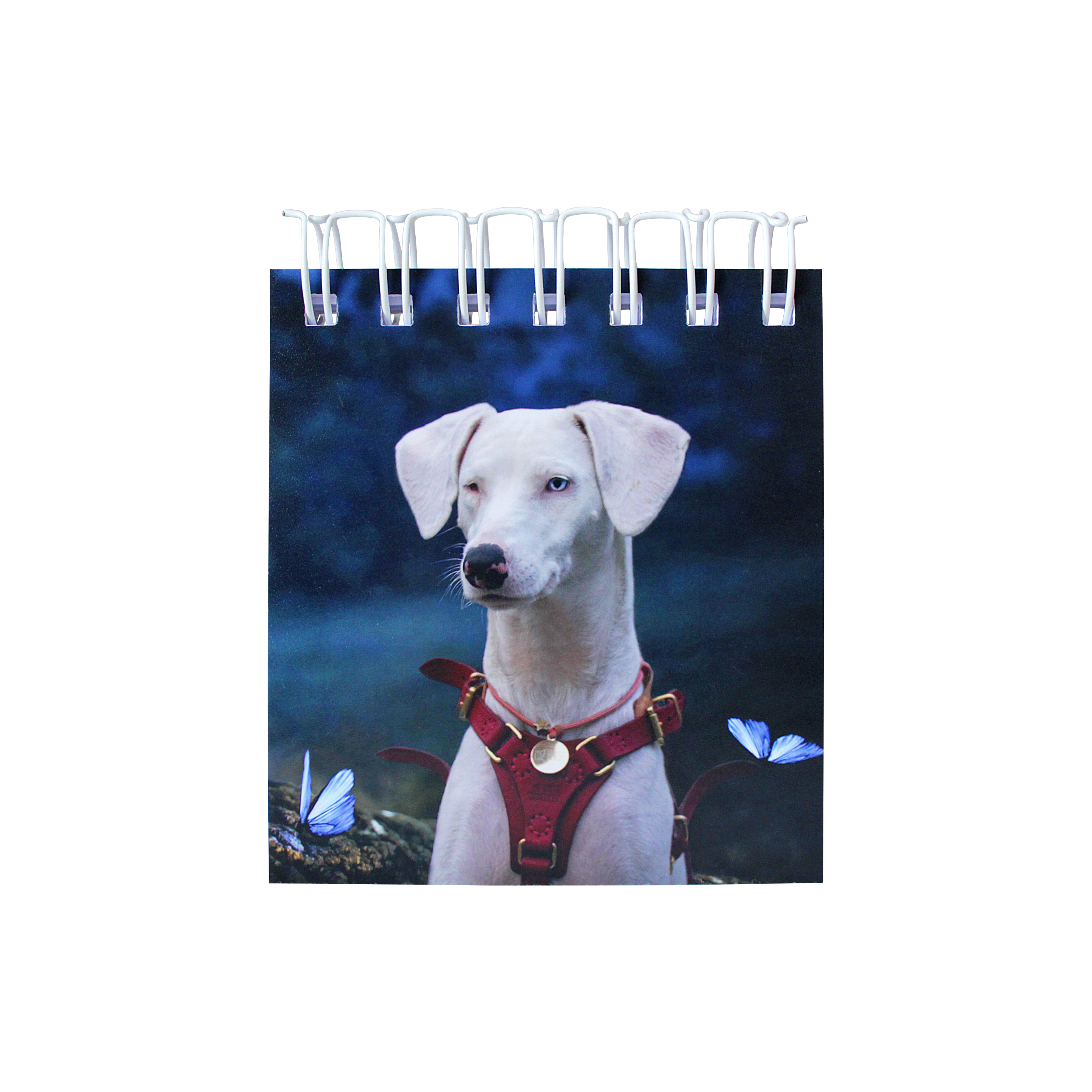 Bloco Luz Maria e as Borboletas