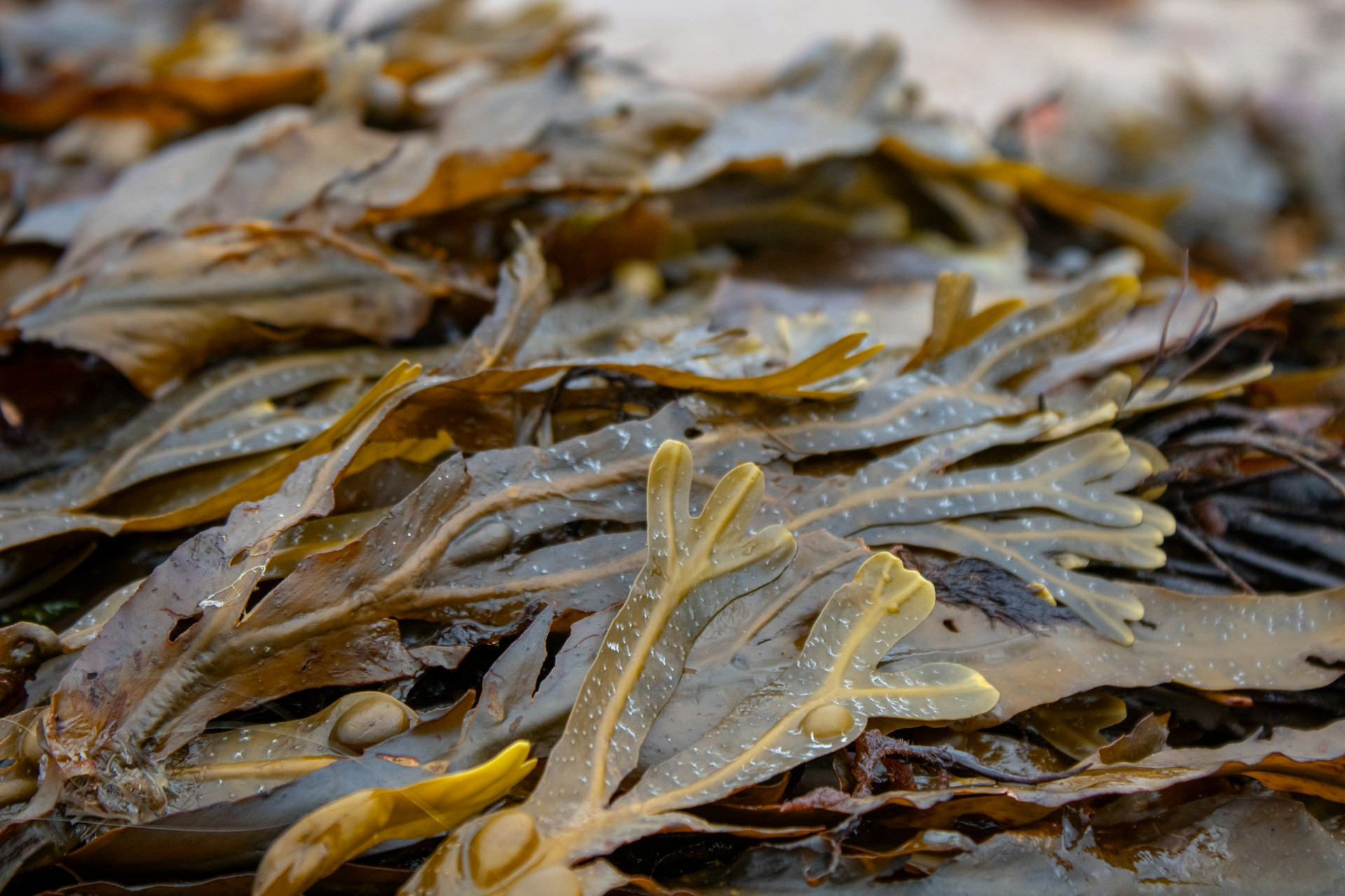 THE SEAWEED MINI - LARGE