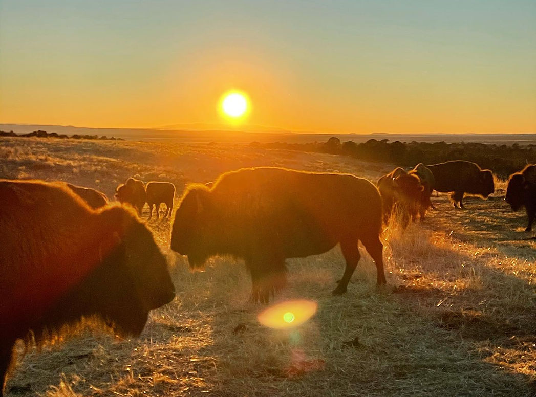 bison sunset.jpg