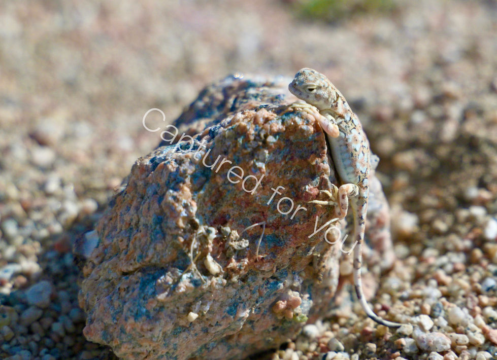 172CAF3A-4C15-43DF-9F6A-35A6962564CD_1_201_a