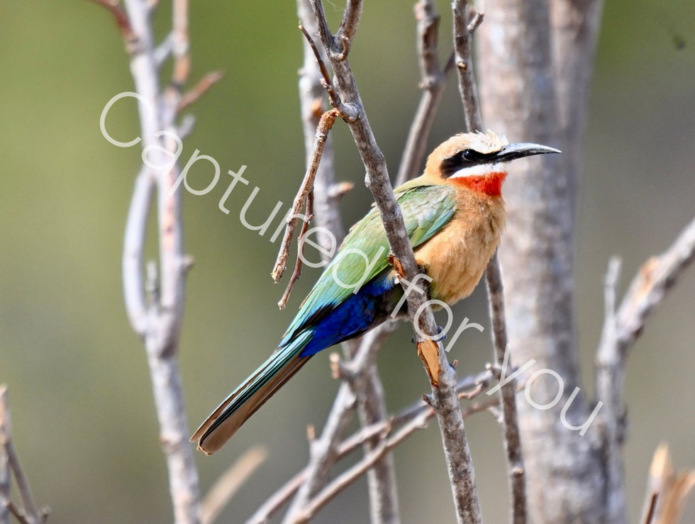 B0299E7E-D570-4ACA-A509-6035DF7AE3DC_1_105_c