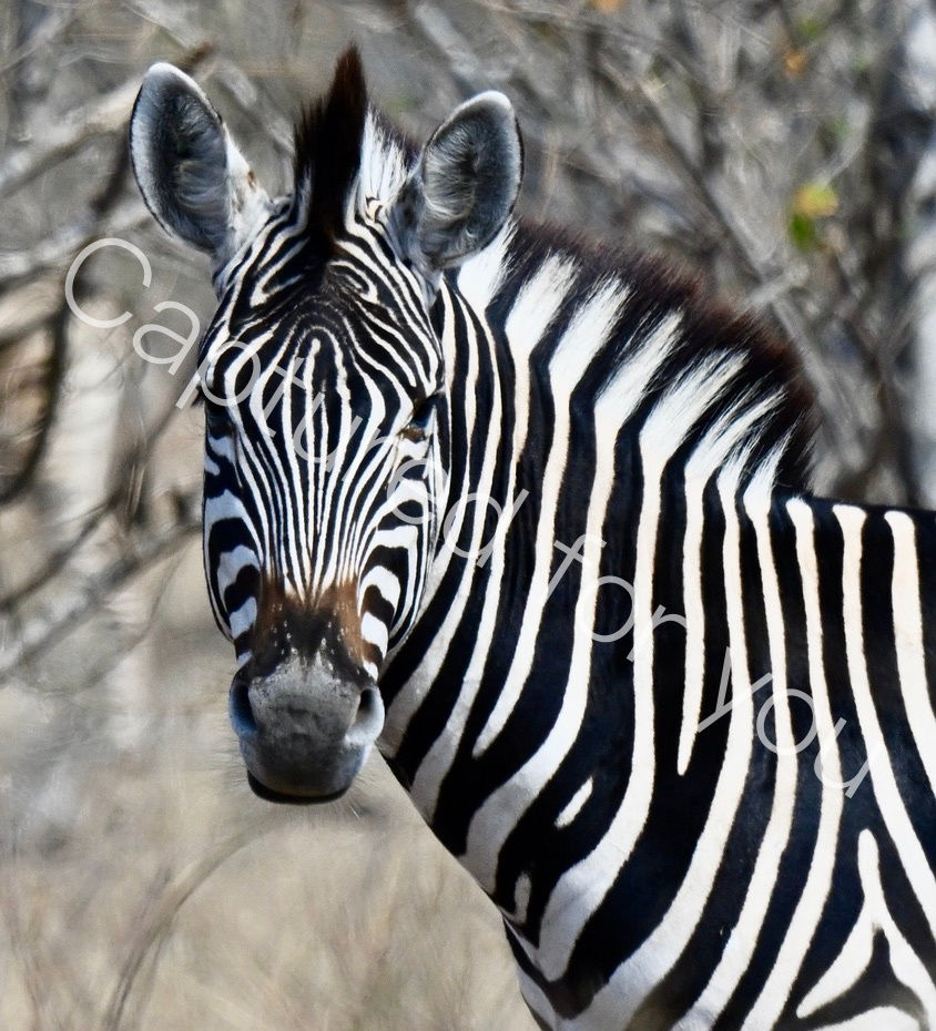 South Africa - Aug 2024