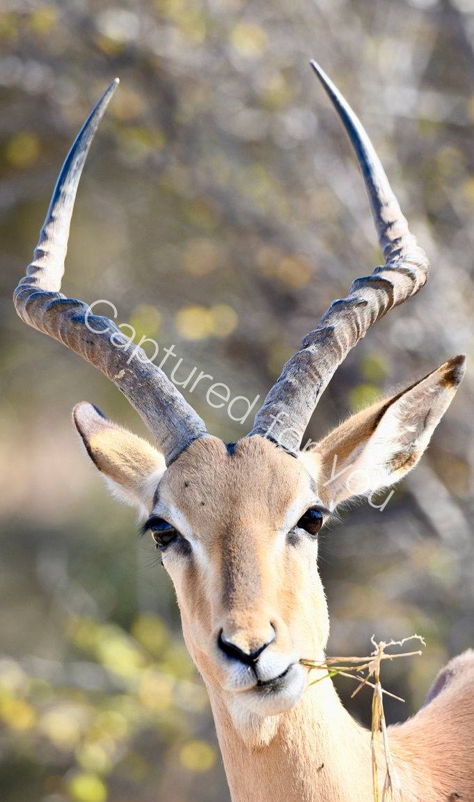 BD8DB333-FE05-4D33-9469-9AA1FC9CDADC_1_105_c