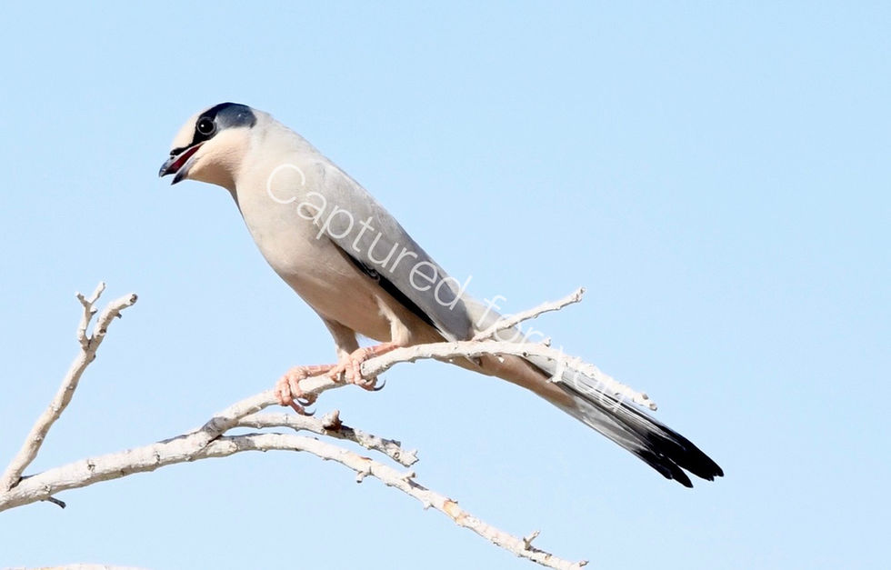 16618DC0-9573-4257-AF43-699FA9C9B629_1_105_c