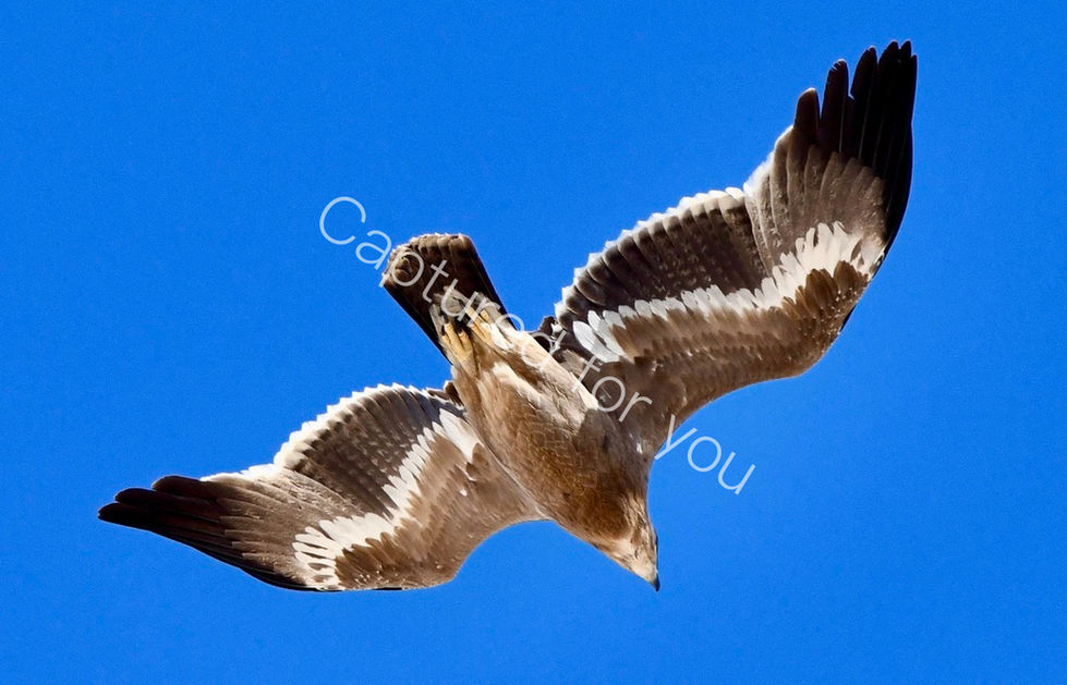 C8482BF0-5785-4F1A-B772-F0EA14E9E0F5_1_105_c