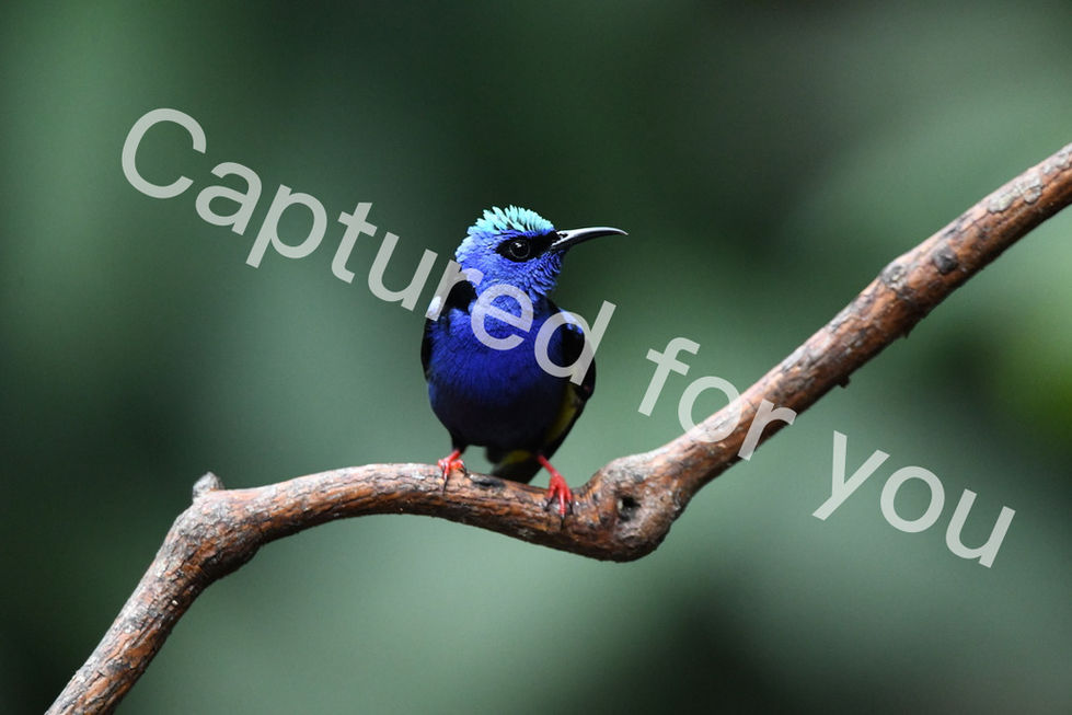 UNADJUSTEDNONRAW_thumb_eb6f