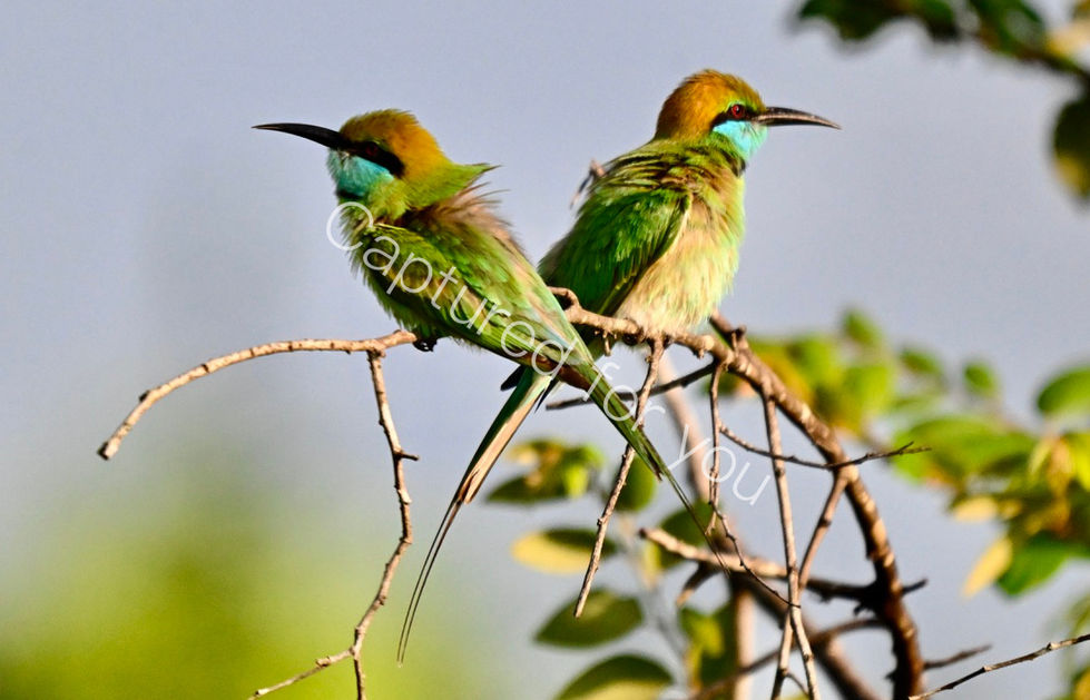 D330EC37-537E-4DA4-BCCC-B9EE81C15AF7_1_105_c