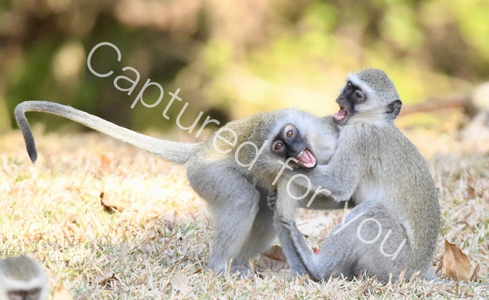 0455DA45-A042-4421-B90D-473BDFCEC24C_1_105_c