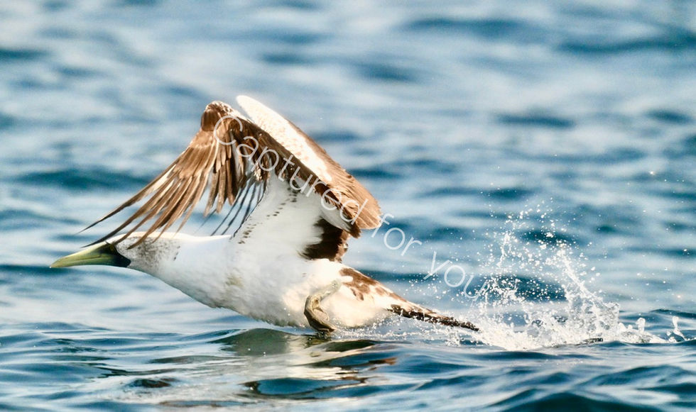 956CF61C-80A7-4CC3-8025-C8174BC074C0_1_105_c