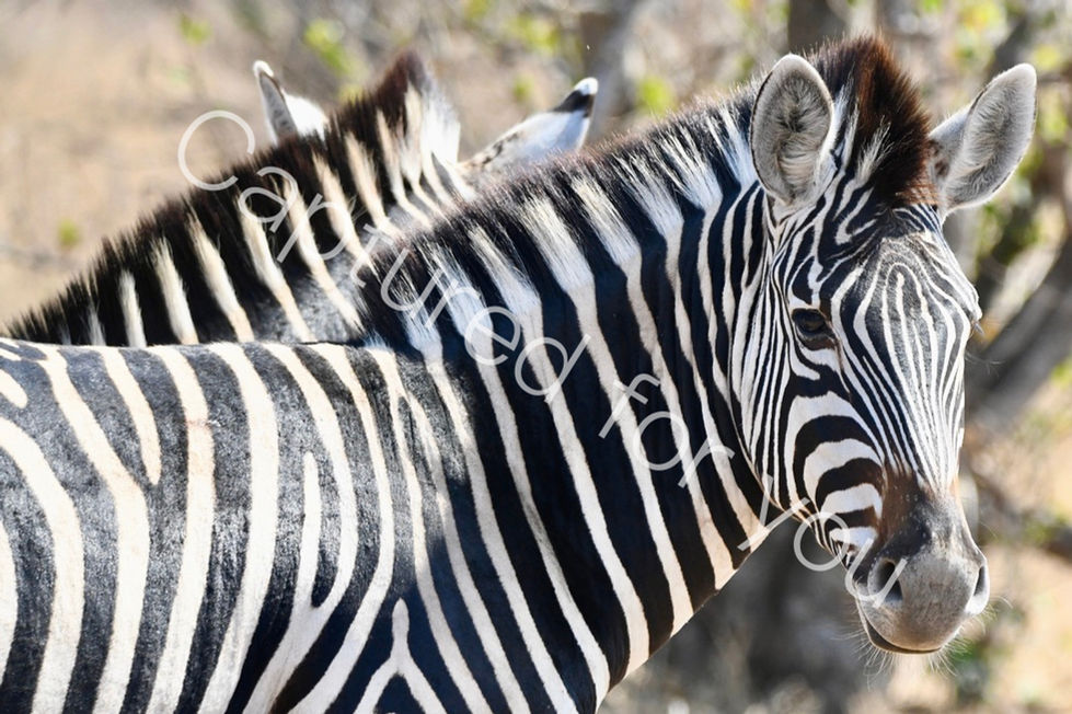 A0405D3A-2E24-4731-A2D8-8244F829EF33_1_105_c