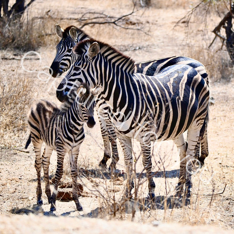 6E69D846-31E4-4757-A0E8-725C14B26ED1_1_105_c