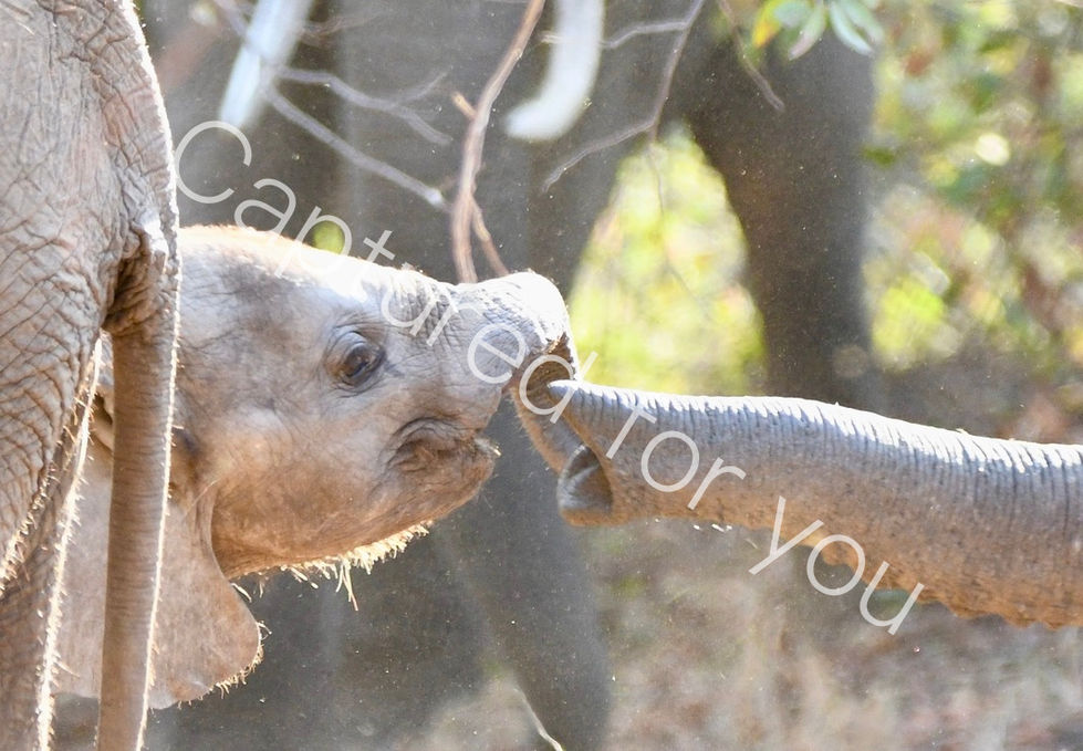 62B04DA6-E088-4264-92AE-424DCC654BB0_1_105_c