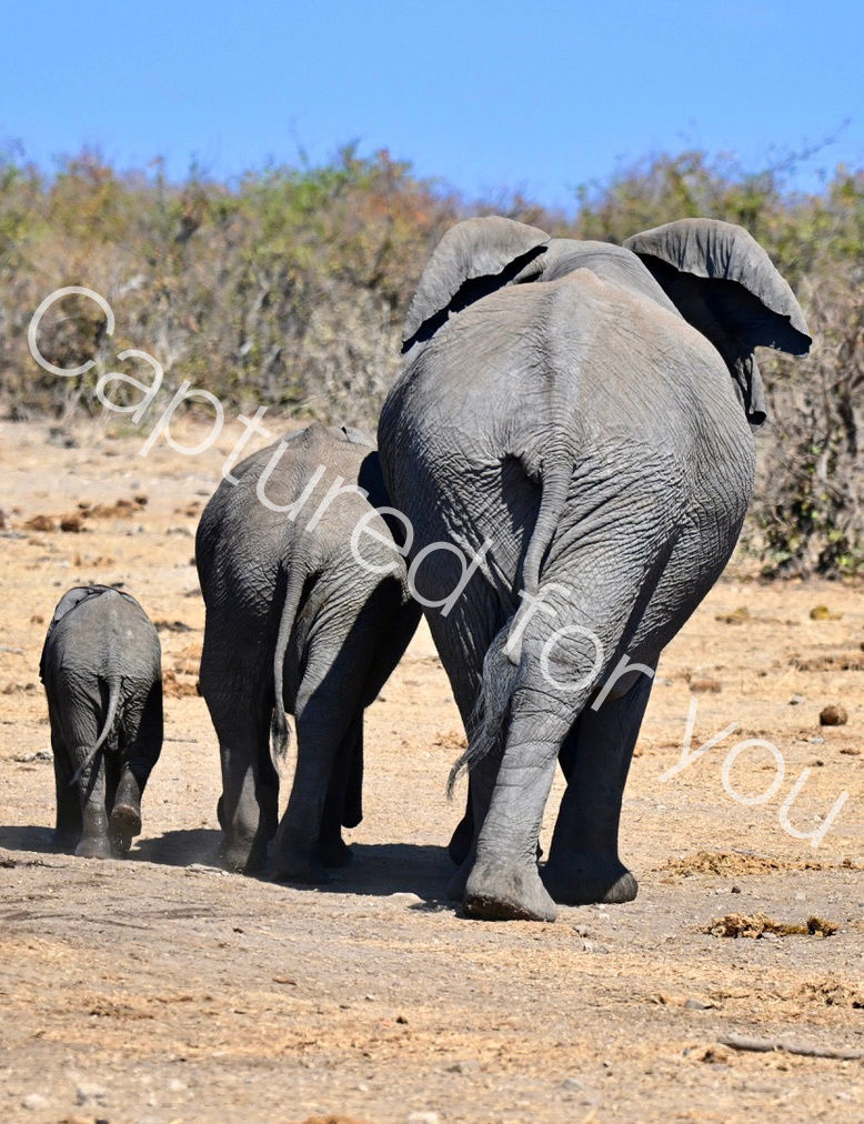 57157BB7-18F1-487F-BD56-6B5424B4FCA2_1_105_c