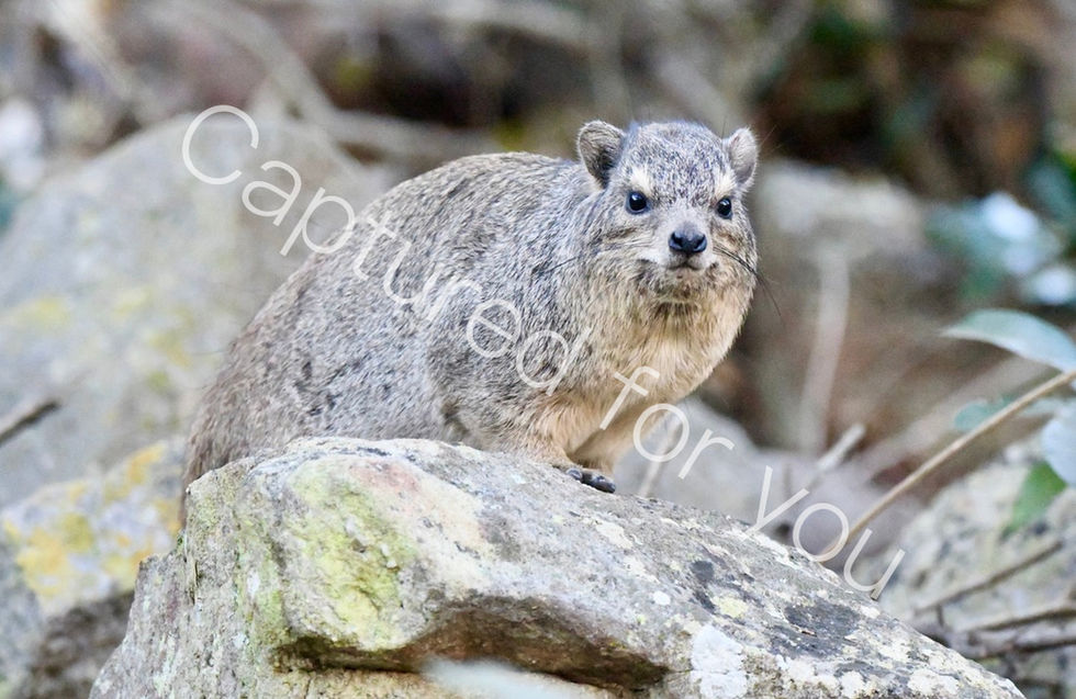 8B460550-ADE5-4F12-ACA2-9170E2818700_1_105_c