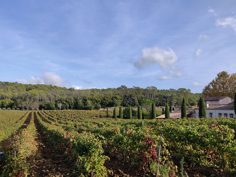 A day on the estate: from the vines to the glass.