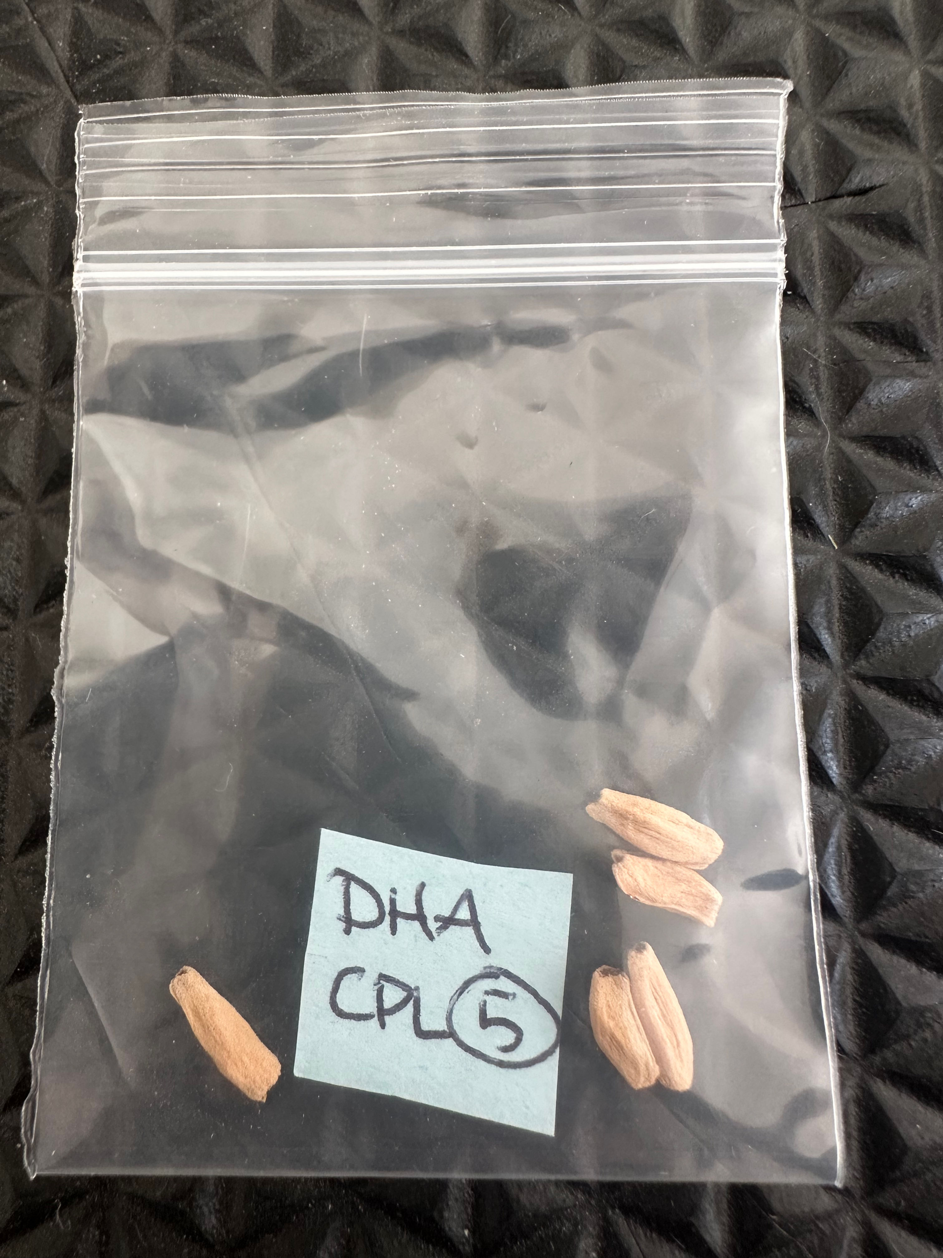 5 CPL Dorset Horn Adenium seeds