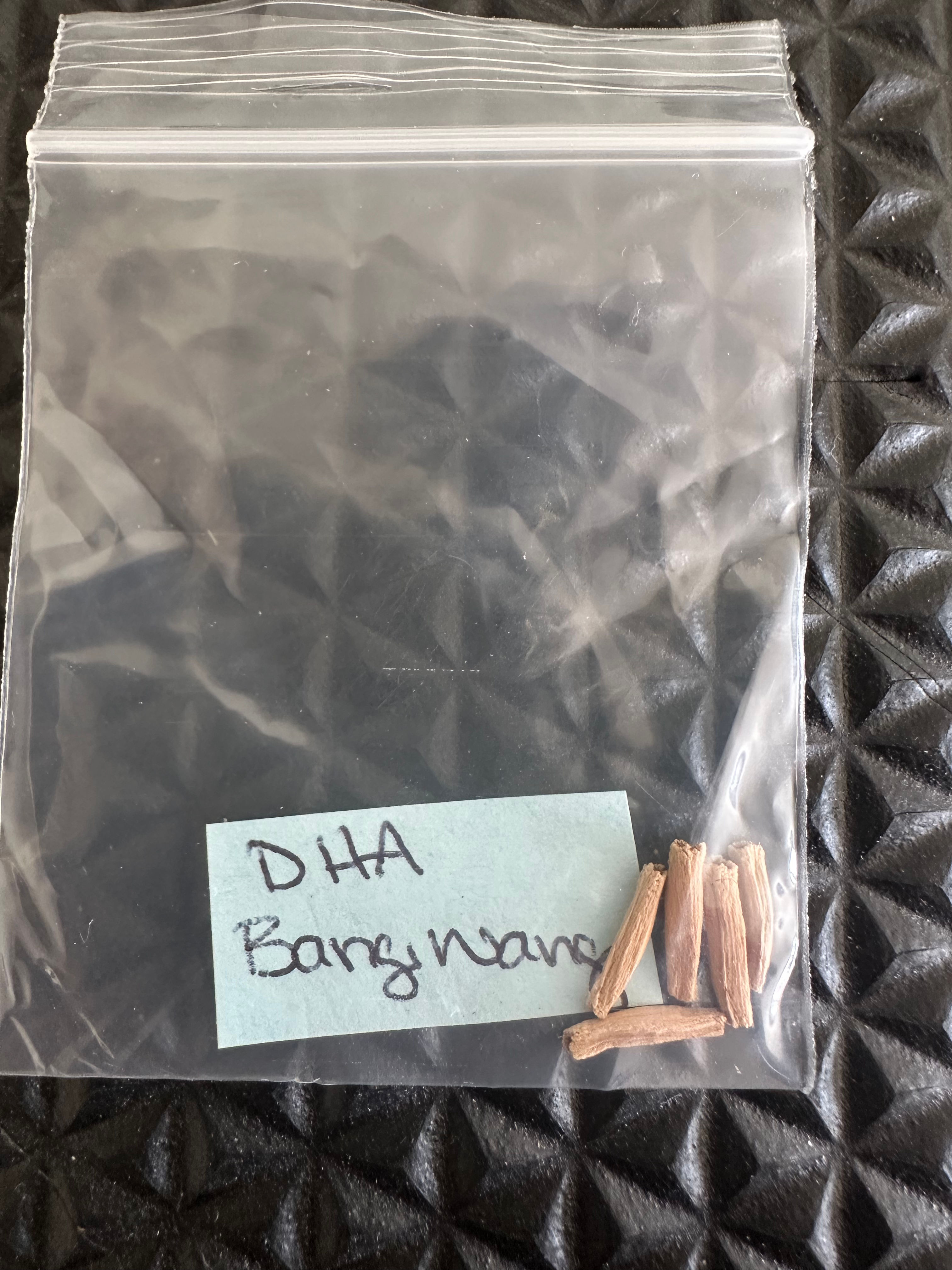 5 Bang Wang Dorset Horn Adenium seeds