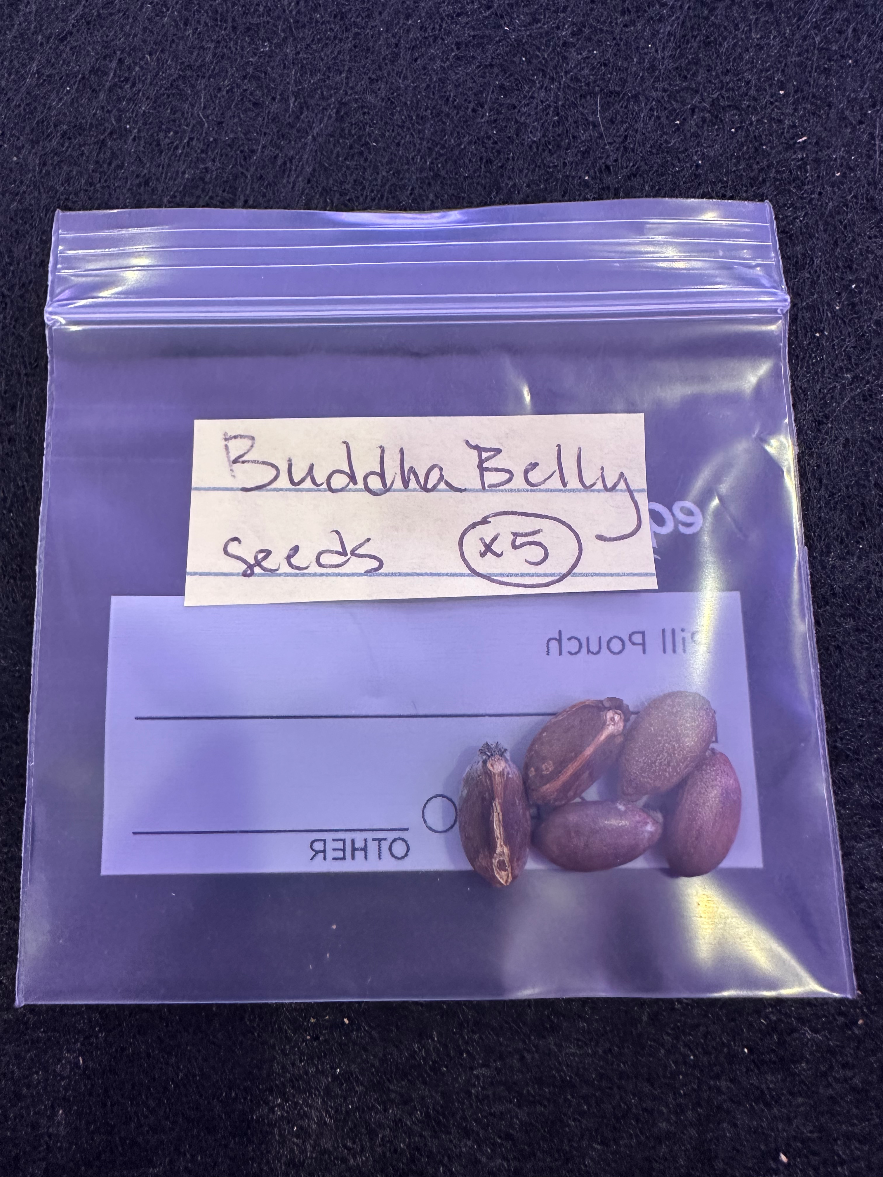 5 Buddha Belly seeds