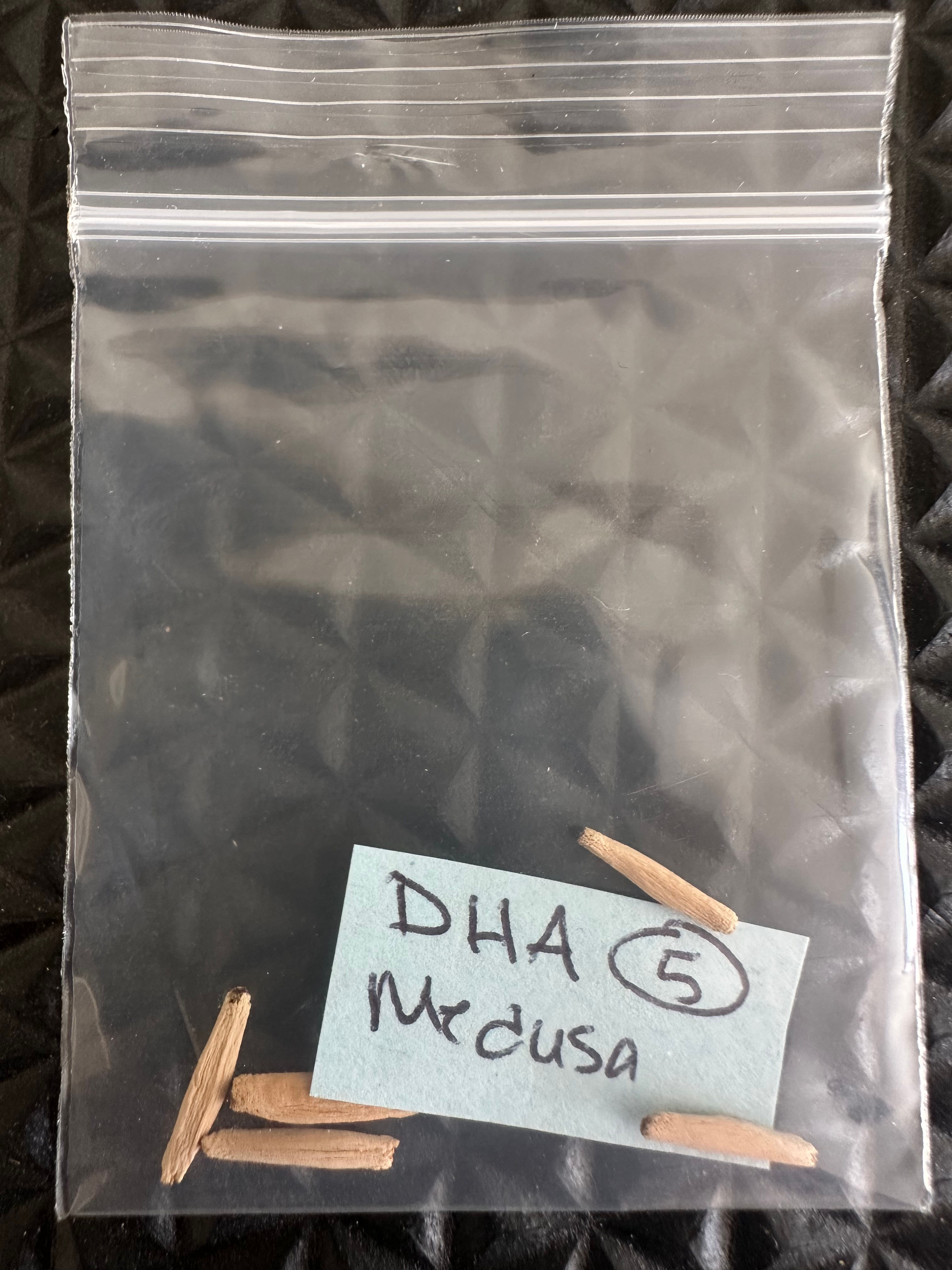 5 Medusa Dorset Horn Adenium seeds