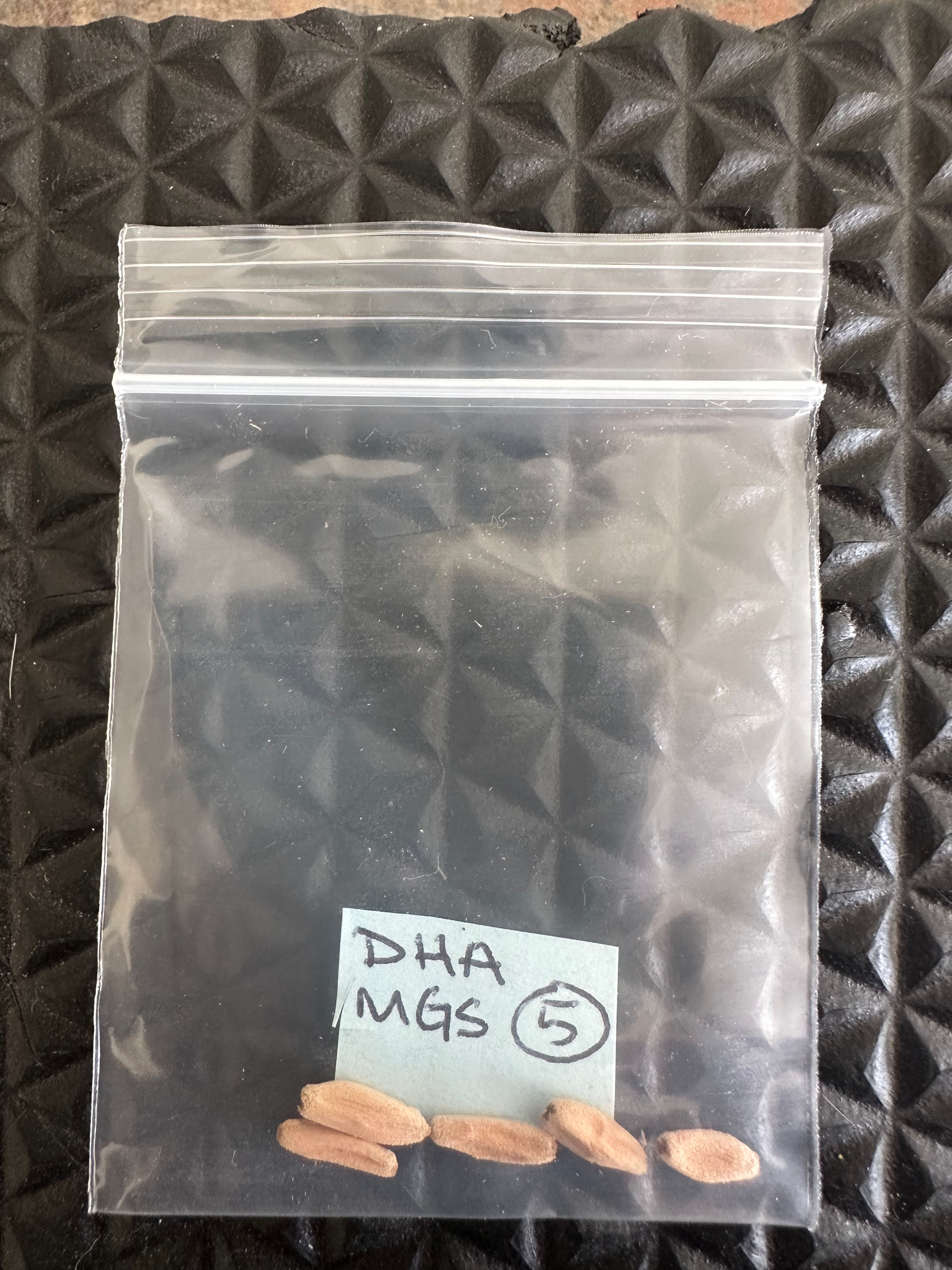 5 MGS Dorset Horn Adenium seeds