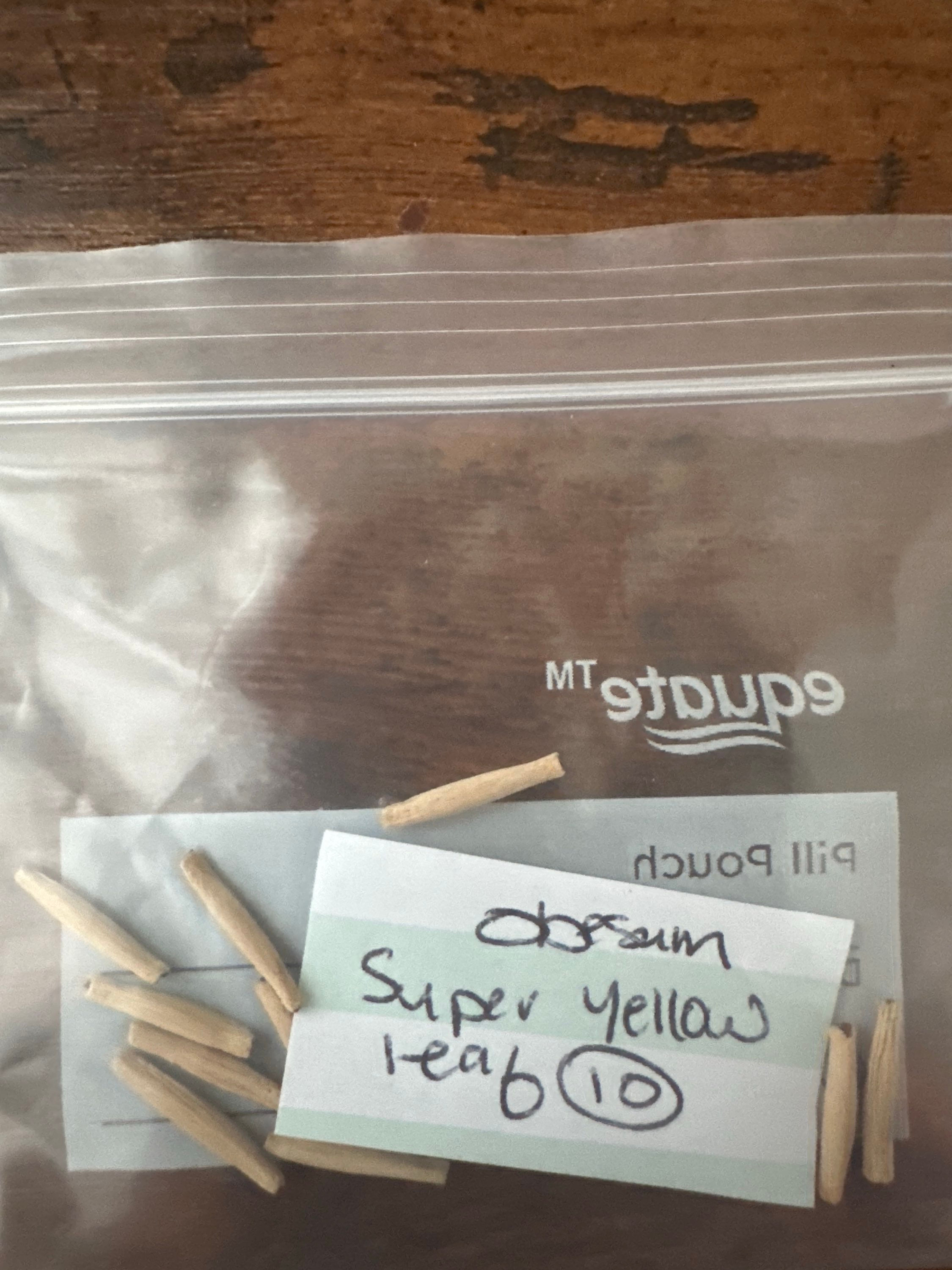 10 Obesum seeds, Super Yellow Leaf