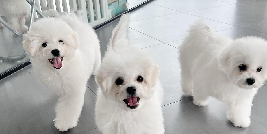 bichons-namuxangka.jpeg