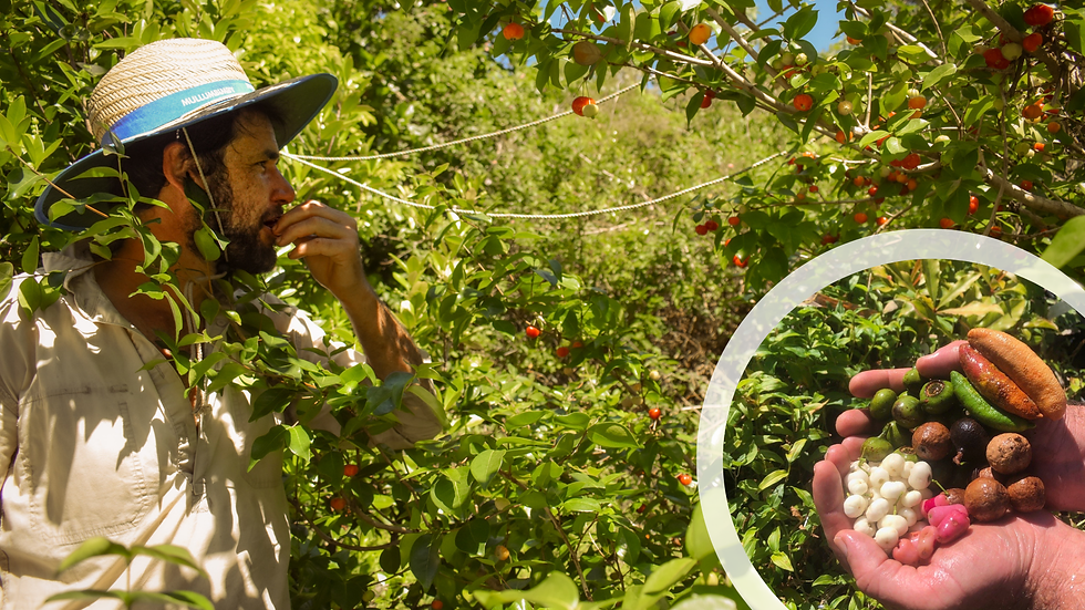 Rainforest Plant ID and Bush Tucker Workshop