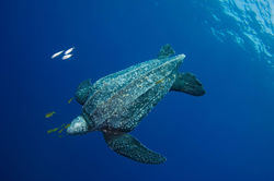 Leatherback Turtle