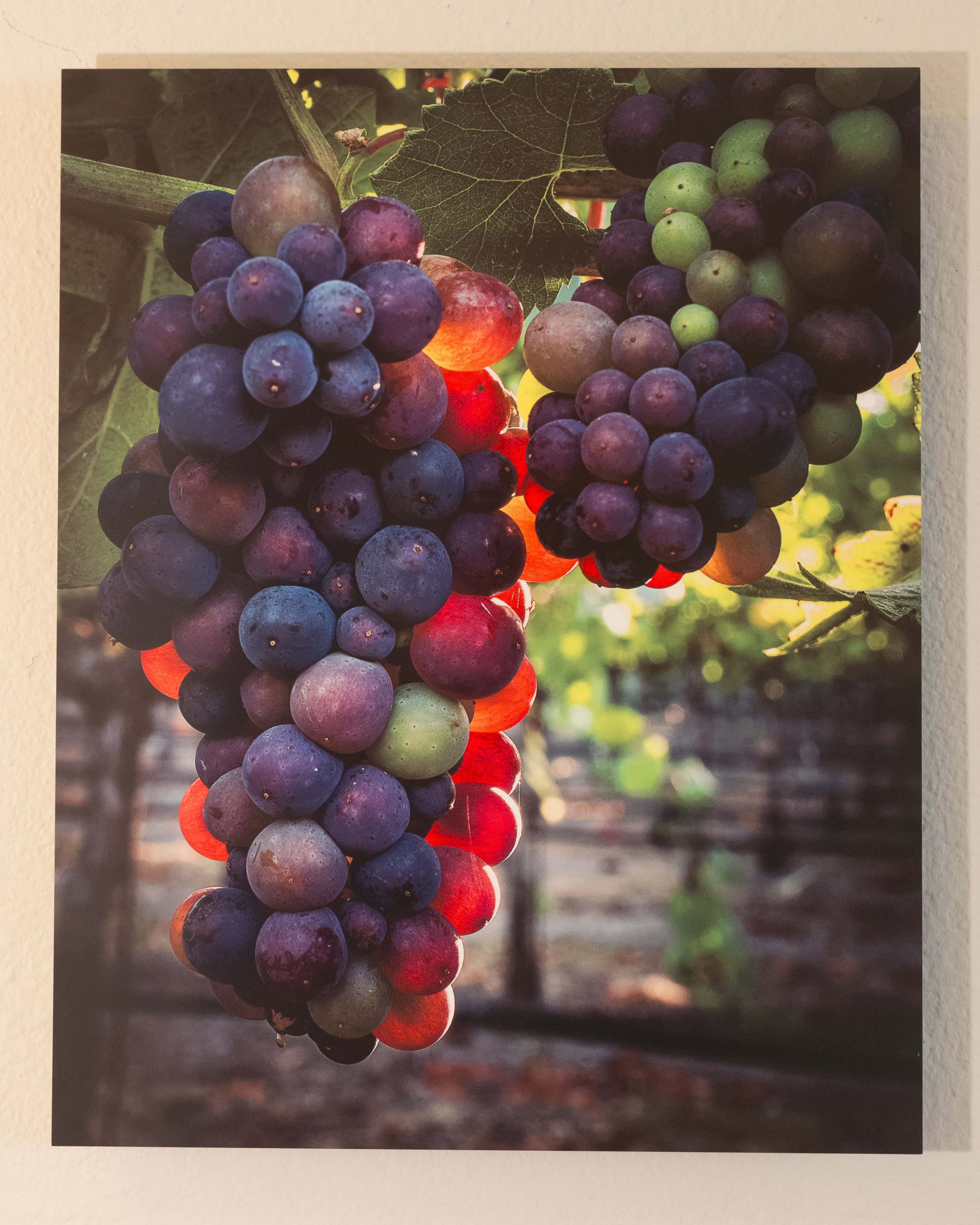 Veraison #4